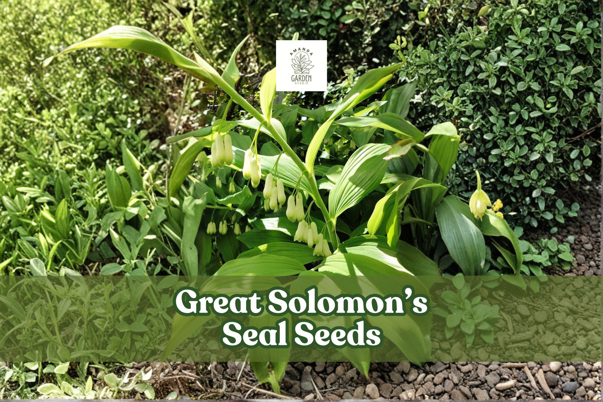 20 Solomon's Seal Seeds | Great Solomon’s Seal | Polygonatum biflorum | Shade Garden Perennial Seeds for Outdoor Planting