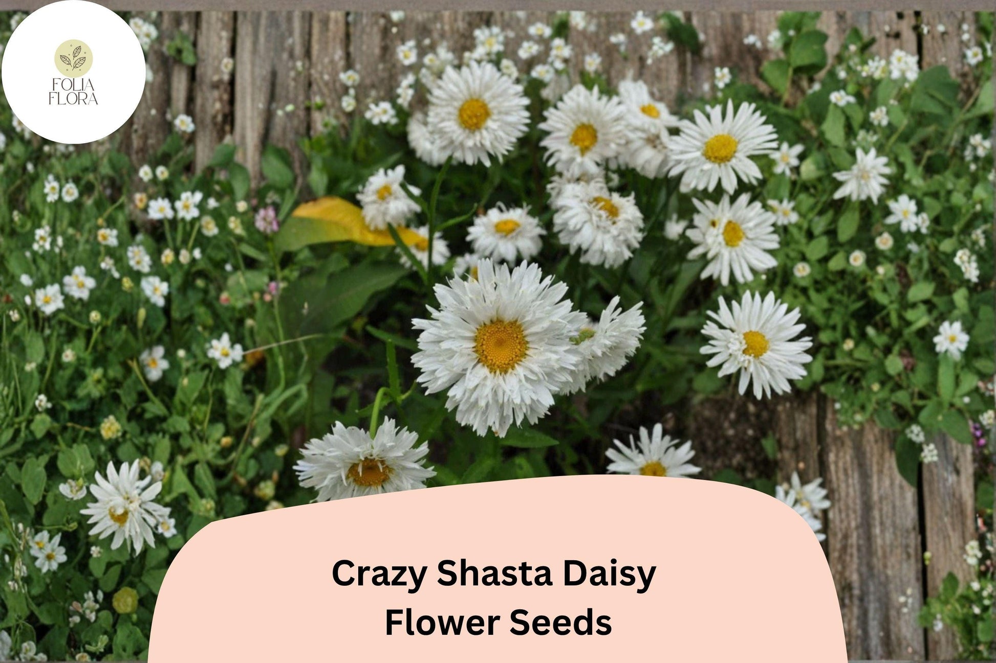 Crazy Shasta Daisy Seeds | 200+ White Perennial Flower Seeds | Leucanthemum x superbum | Easy to Grow, Pollinator-Friendly