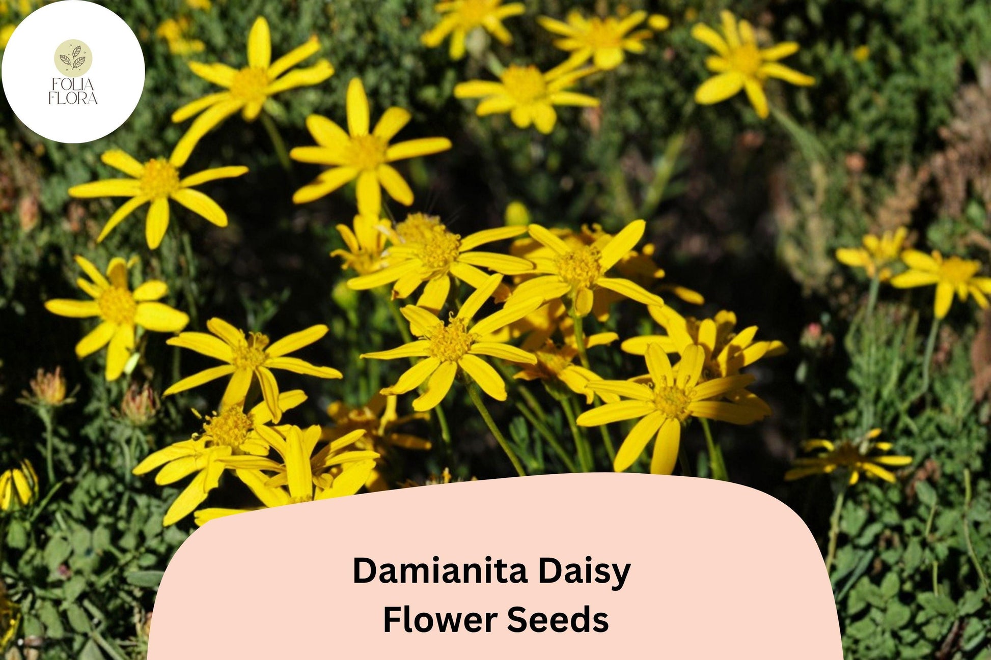 Damianita Daisy Seeds - 200+ Golden-Yellow Blooms | Chrysactinia mexicana | Drought-Tolerant Perennial Flower for Gardens