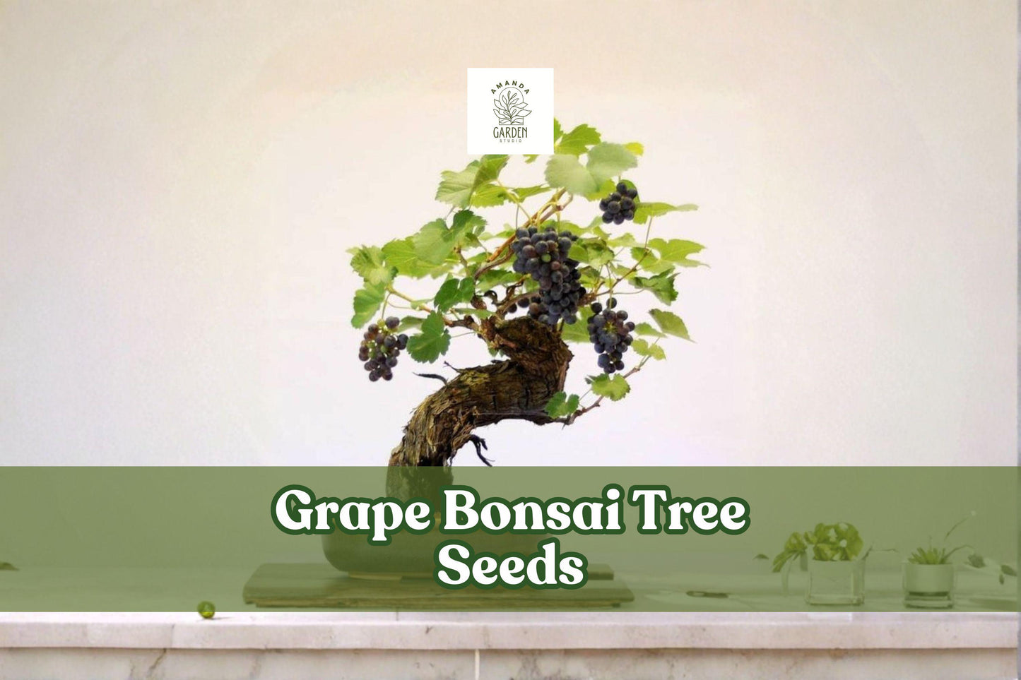 Grape Bonsai Tree Seeds - 50+ Vitis vinifera - Miniature Vine for Bonsai, Patio Containers, Garden Trellises