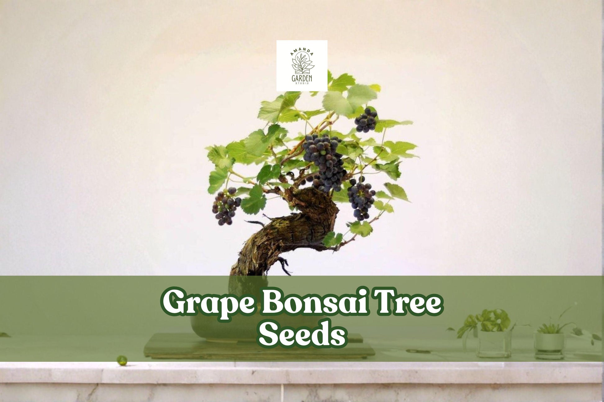 Grape Bonsai Tree Seeds - 50+ Vitis vinifera - Miniature Vine for Bonsai, Patio Containers, Garden Trellises