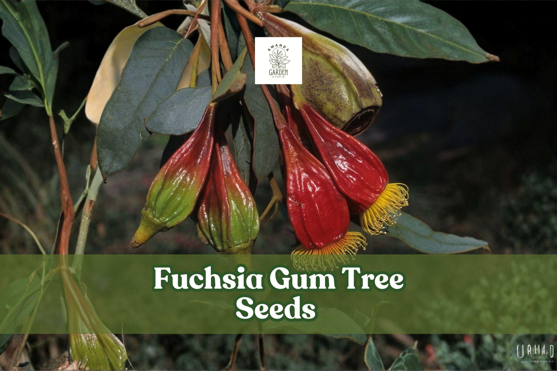 Fuchsia Gum Tree Seeds - 10 Eucalyptus forrestiana, Ornamental, Drought-Tolerant, Pink-Red Blooms, Bird-Attracting, Rare Seeds