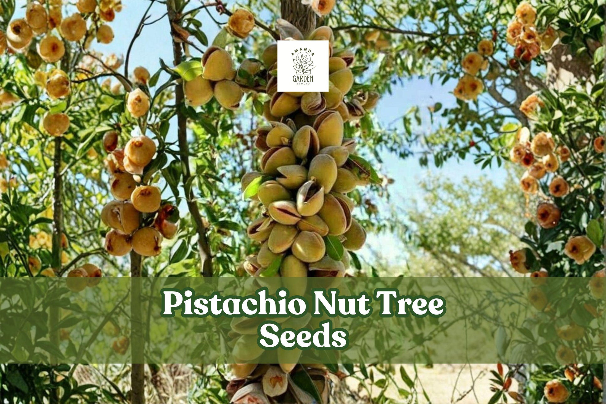 Pistachio Nut Tree Seeds (10 Seeds) - Drought-Tolerant Pistacia vera for Home Garden & Sustainable Growing