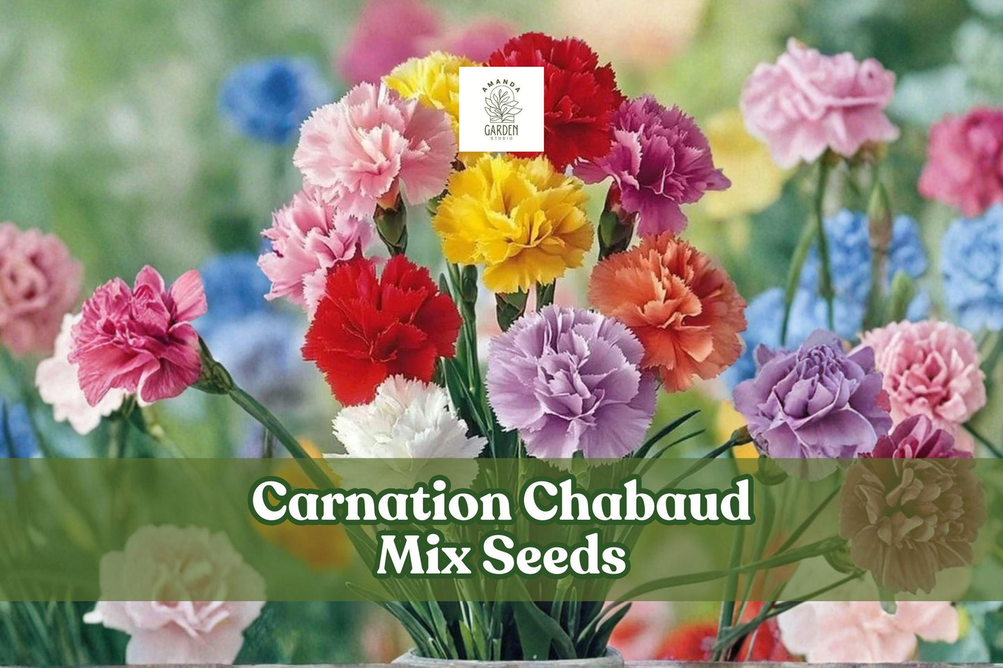 Carnation Seeds 100 Count | Chabaud Mix | Colorful Pink, Red, White, Yellow | Dianthus Caryophyllus | Fragrant Flowers