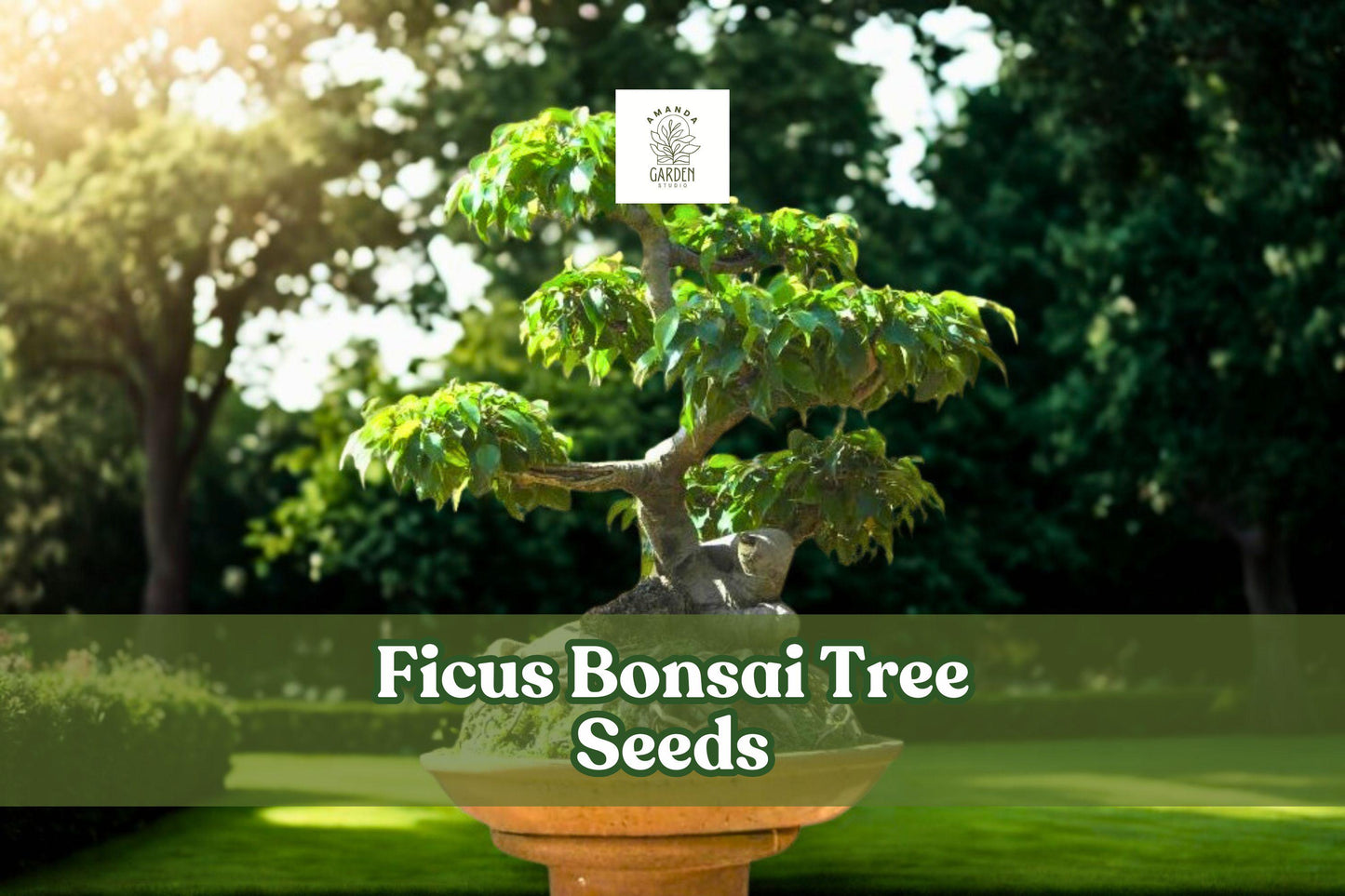 Ficus Bonsai Tree Seeds - 25+ Dormant Seeds, Evergreen Tropical Houseplant, Ficus retusa, Easy to Grow, Indoor Plant
