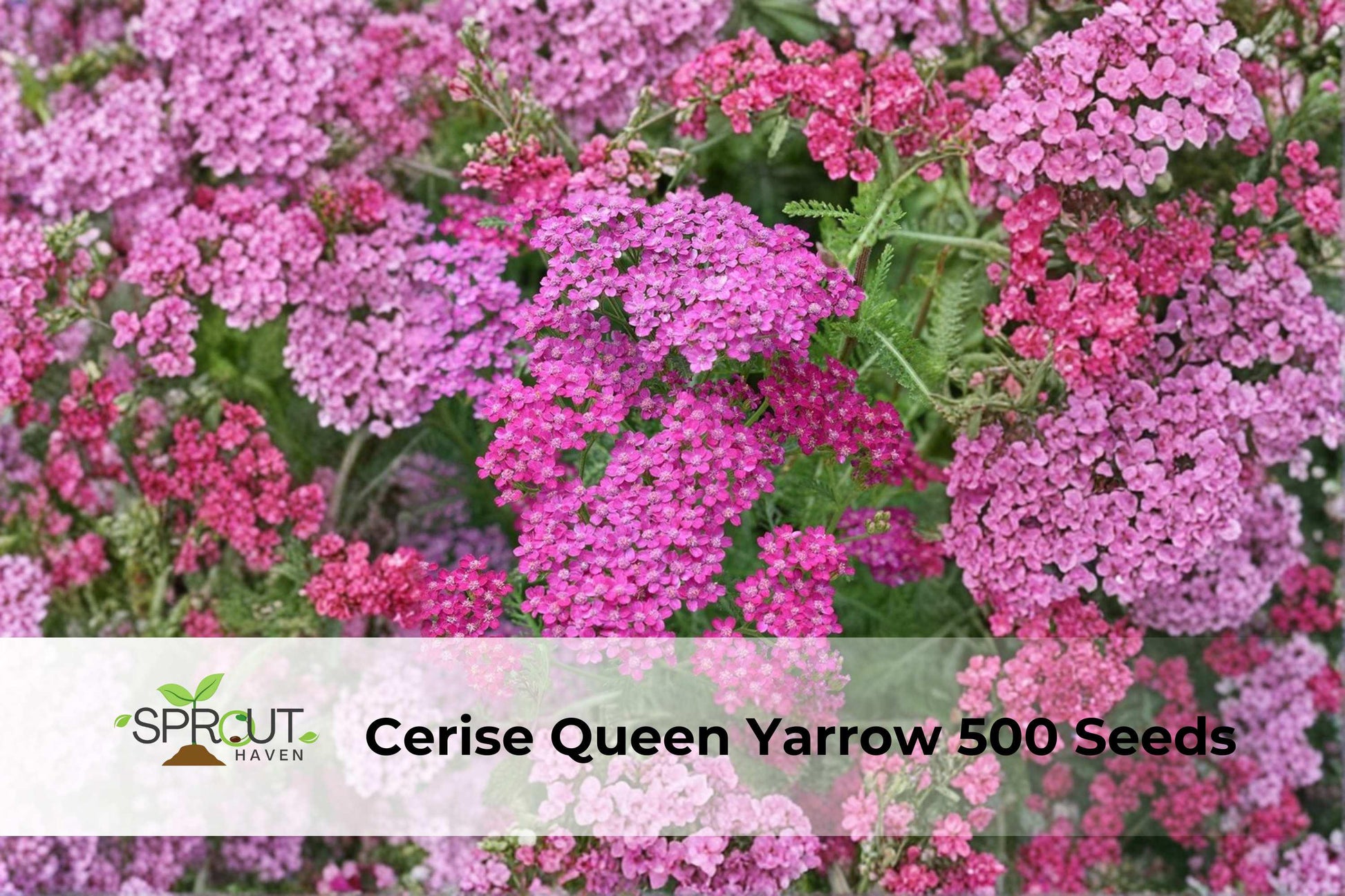 Cerise Queen Yarrow Seeds - 500 Non-GMO Perennial Flower Seeds (Achillea millefolium) for Pollinator Garden, Pink Blooms