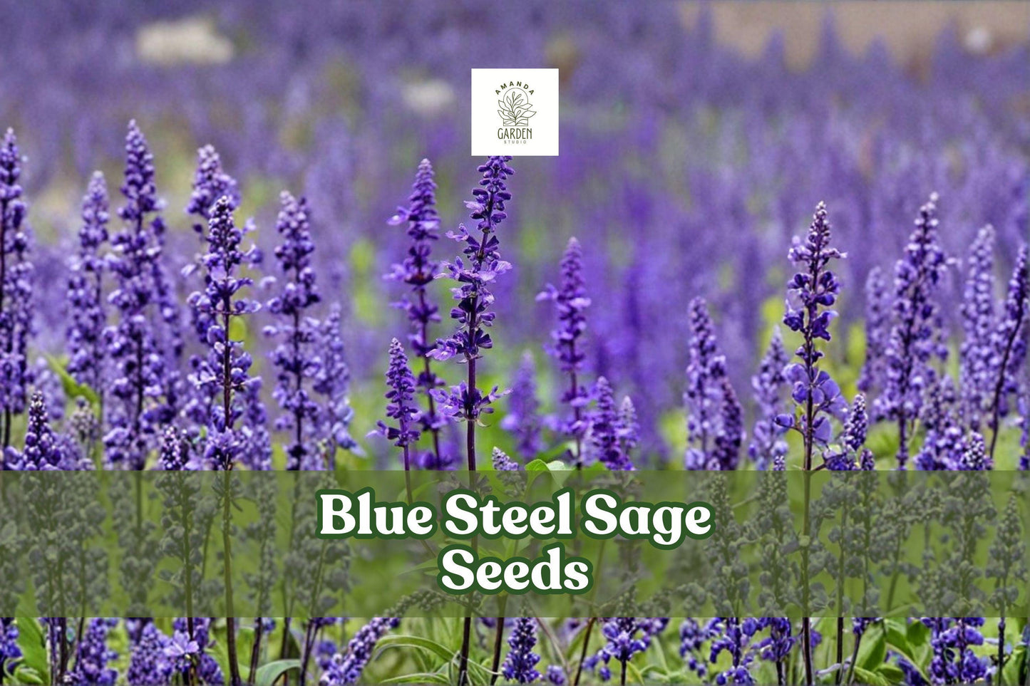 50 Blue Steel Sage Seeds | Salvia farinacea | Drought-Tolerant Perennial Flower | Pollinator-Friendly Garden Seeds