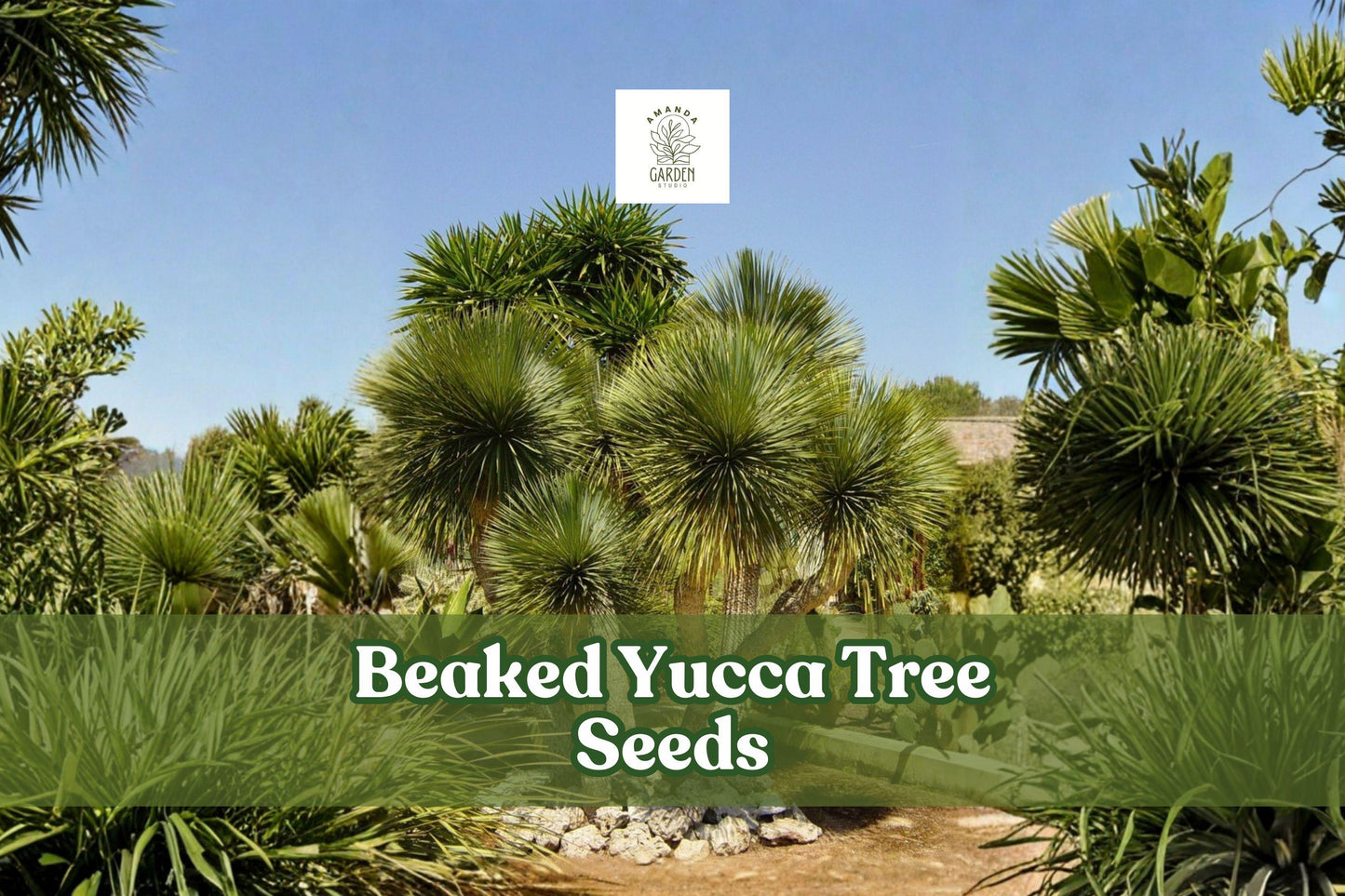Beaked Yucca Seeds - 5 Drought-Tolerant Yucca rostrata - Blue-Green Foliage - Perfect for Desert Gardens or Indoor Pots