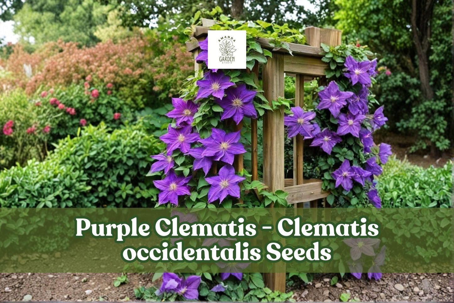 10 Purple Clematis Seeds | Clematis occidentalis | Violet Climbing Vine | Flowering Perennial | Pollinator-Friendly Garden Plant