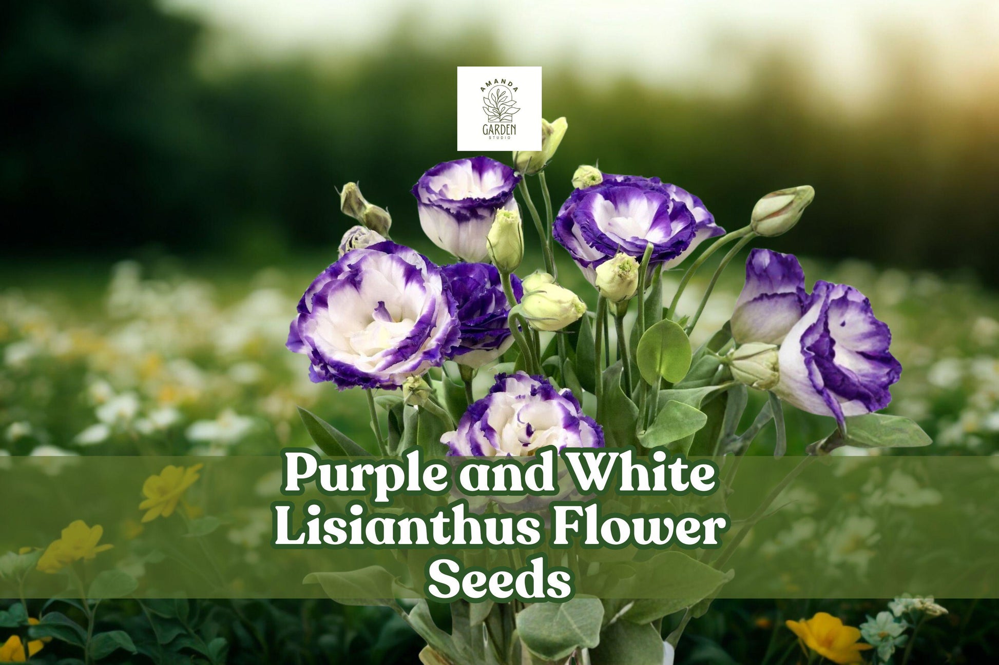 20 Pelleted Lisianthus Seeds - Purple & White Flowers - Eustoma grandiflorum - Elegant Garden Blooms for Floral Arrangements