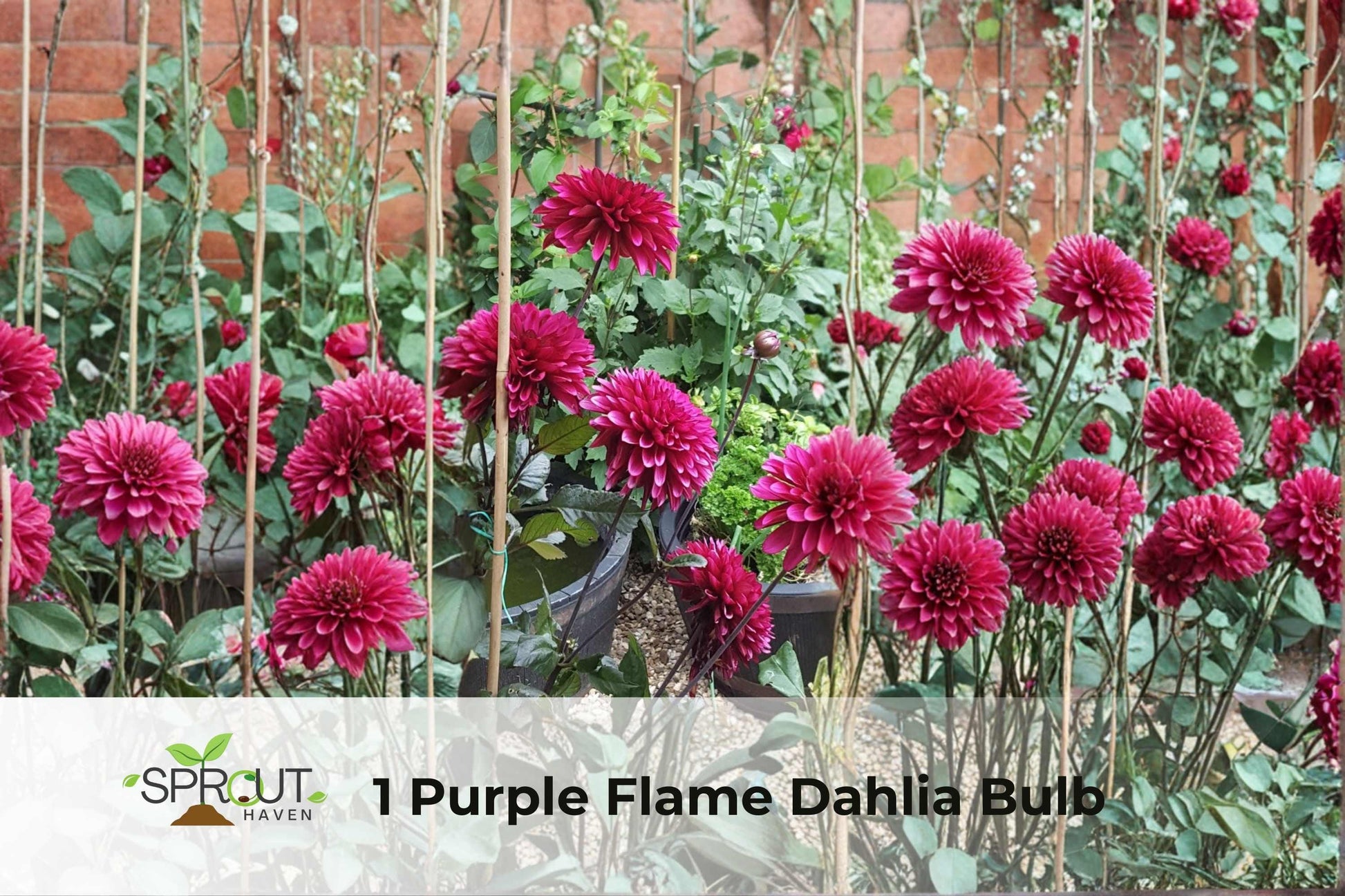 Purple Flame Dahlia Bulb - 1 Easy Grow Perennial Flower - Striking Purple Blooms - Dahlia spp. for Garden Borders & Containers