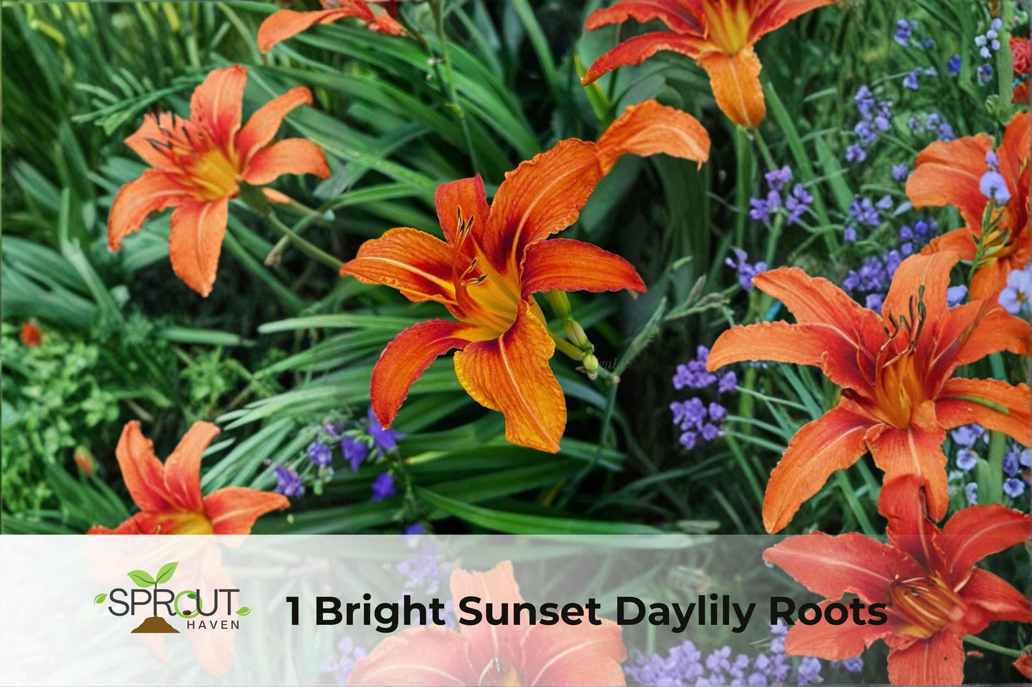 Bright Sunset Daylily Starter Plant - Vibrant Hemerocallis spp. Perennial - Hardy Summer Blooms for Garden Beds & Containers