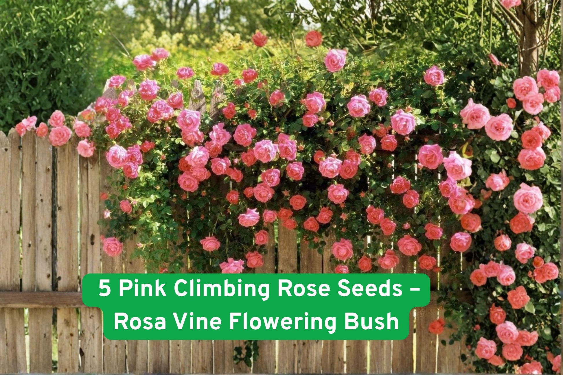 Pink Climbing Rose Seeds (5 Seeds) - Rosa - Fragrant Double Pink Blooms for Arbors, Fences, and Trellises, Attracts Pollinators