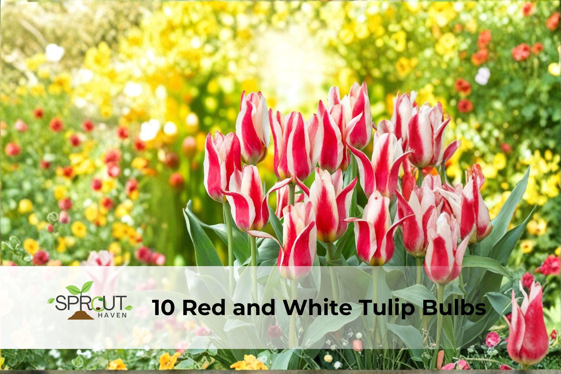 10 Tulip Bulbs | Red and White Tulipa Hybrid Mix | Hardy Perennial Spring Flowers | Easy to Grow for Borders & Containers