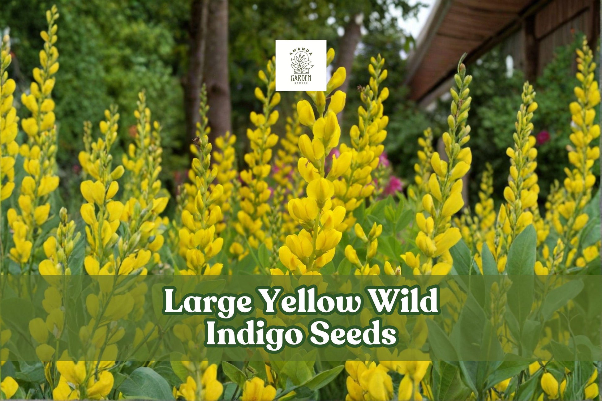 50 Large Yellow Wild Indigo Seeds - Baptisia sphaerocarpa - Native Perennial Wildflower for Pollinator Gardens