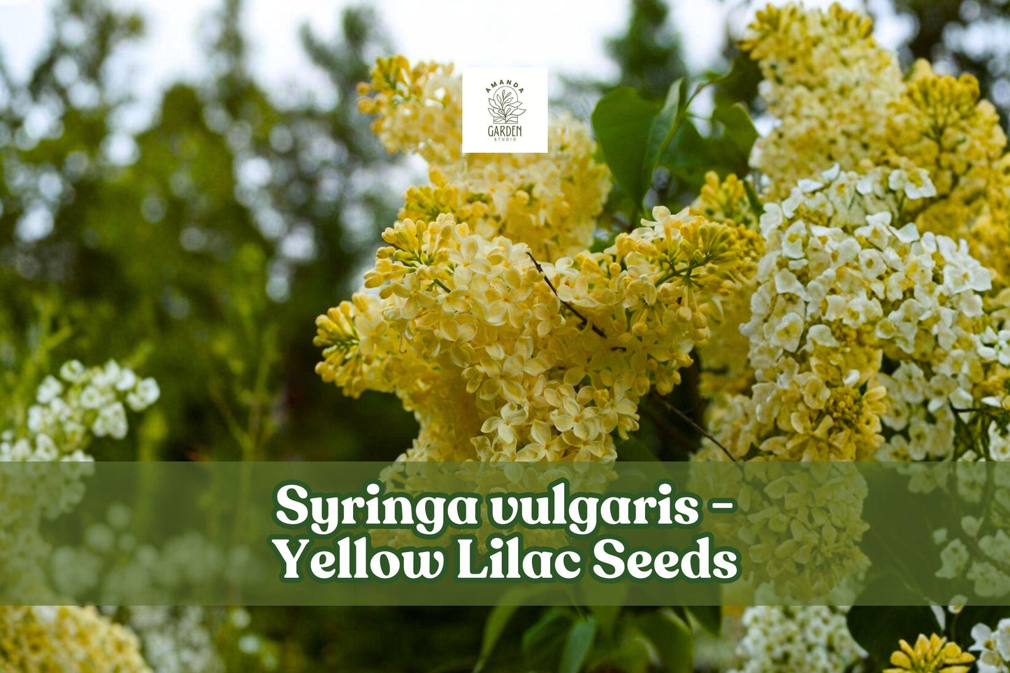 Yellow Lilac Seeds - 50+ Rare Syringa Vulgaris for Bonsai - Fragrant Pale Yellow Flowers - Hardy Flowering Shrub Seeds