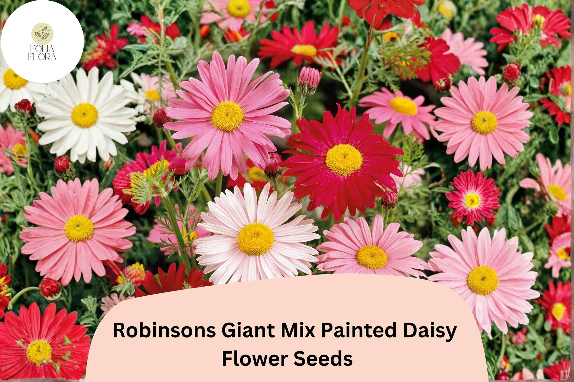 Robinsons Giant Mix Painted Daisy Seeds | 200+ Seeds | Colorful Garden Flower Blend | Tanacetum coccineum | Pollinator-Friendly