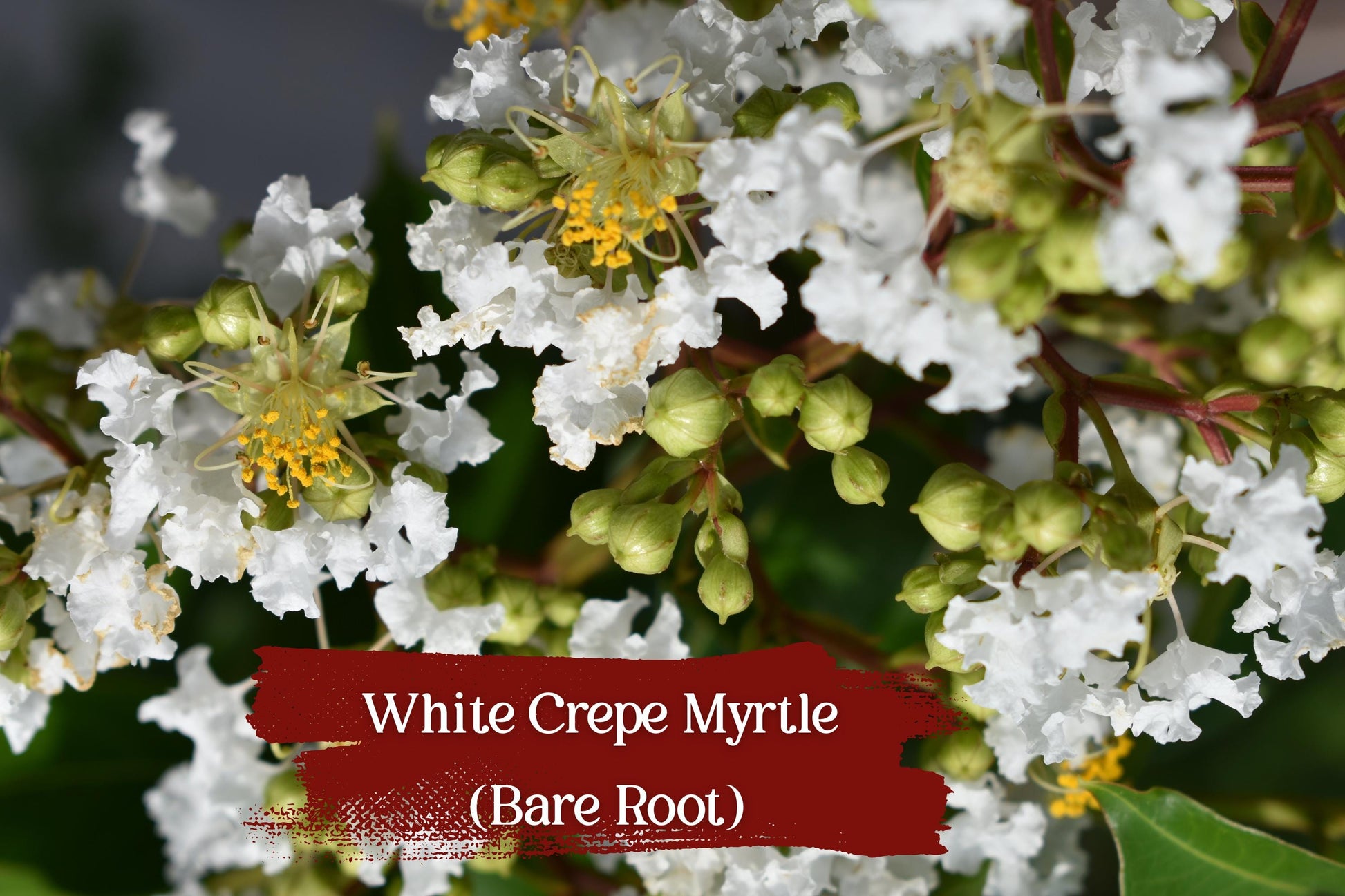 White Crepe Myrtle Trees Set of 2 | Snow White Flowers, Fast Growing, Bare Root | Lagerstroemia indica Starter Plants