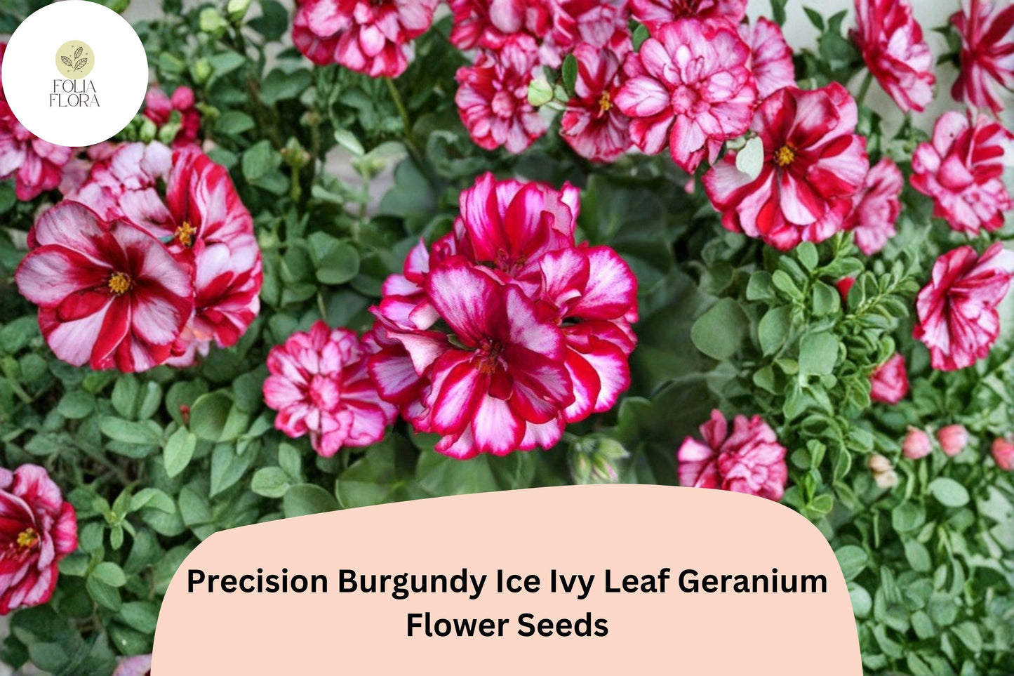 25+ Burgundy Ice Geranium Seeds | Trailing Ivy Leaf | Bicolor Blooms | Pelargonium peltatum ‘Precision Burgundy Ice’