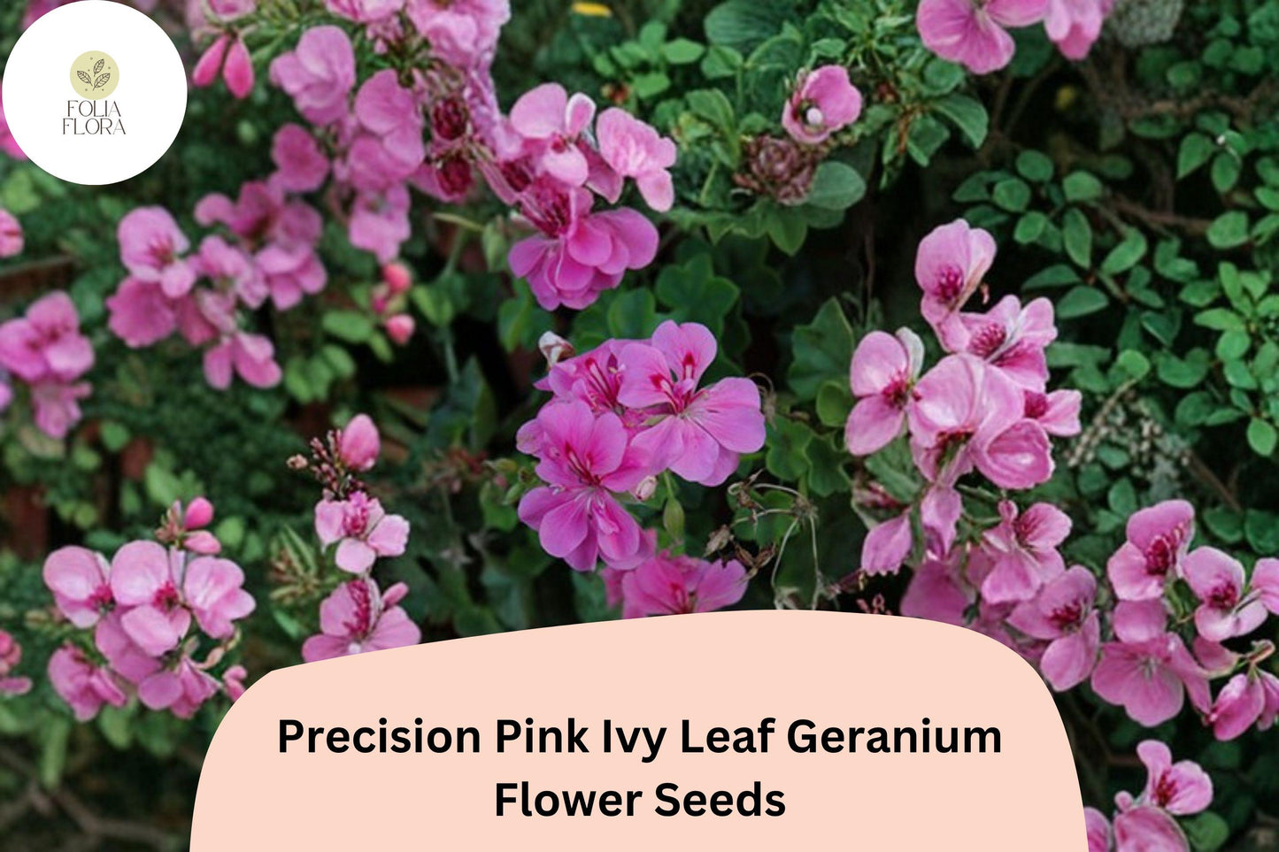 Trailing Geranium Seeds | 25+ Precision Pink Ivy Leaf | Pelargonium peltatum ‘Precision Pink’ | Perfect for Hanging Baskets