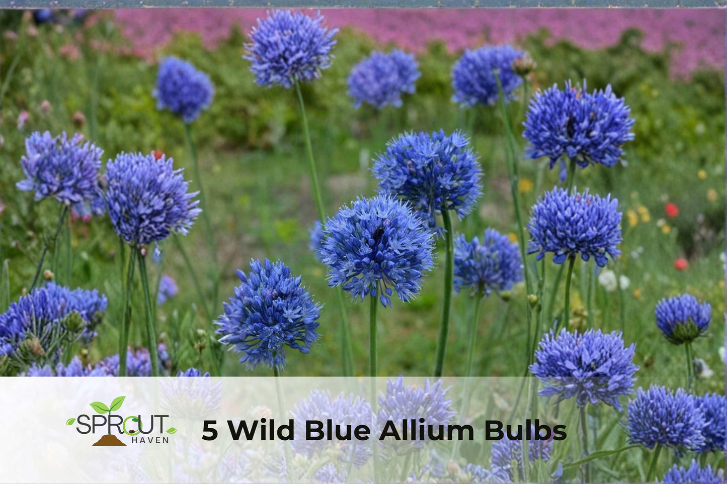 5 Wild Blue Allium Bulbs | Hardy Perennial Flowers | Butterfly-Attracting Ornamental Plants | Allium spp.