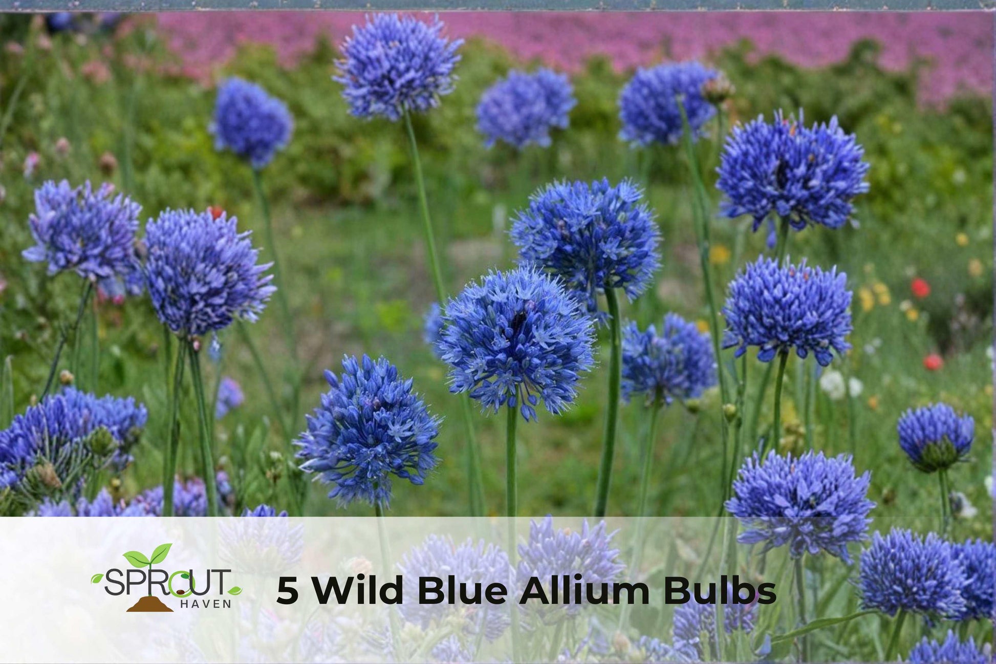 5 Wild Blue Allium Bulbs | Hardy Perennial Flowers | Butterfly-Attracting Ornamental Plants | Allium spp.
