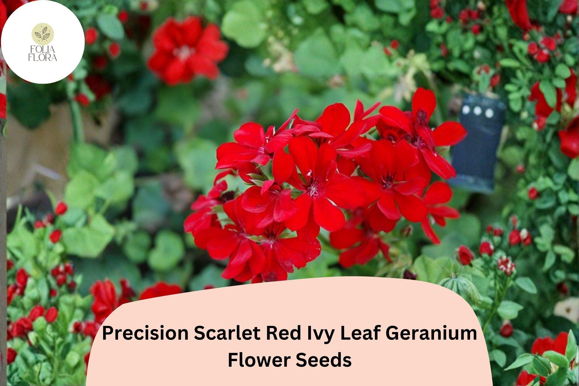 25+ Scarlet Red Geranium Seeds | Trailing Ivy Leaf Variety | Pelargonium peltatum ‘Precision Scarlet Red’ | Low-Maintenance Blooms
