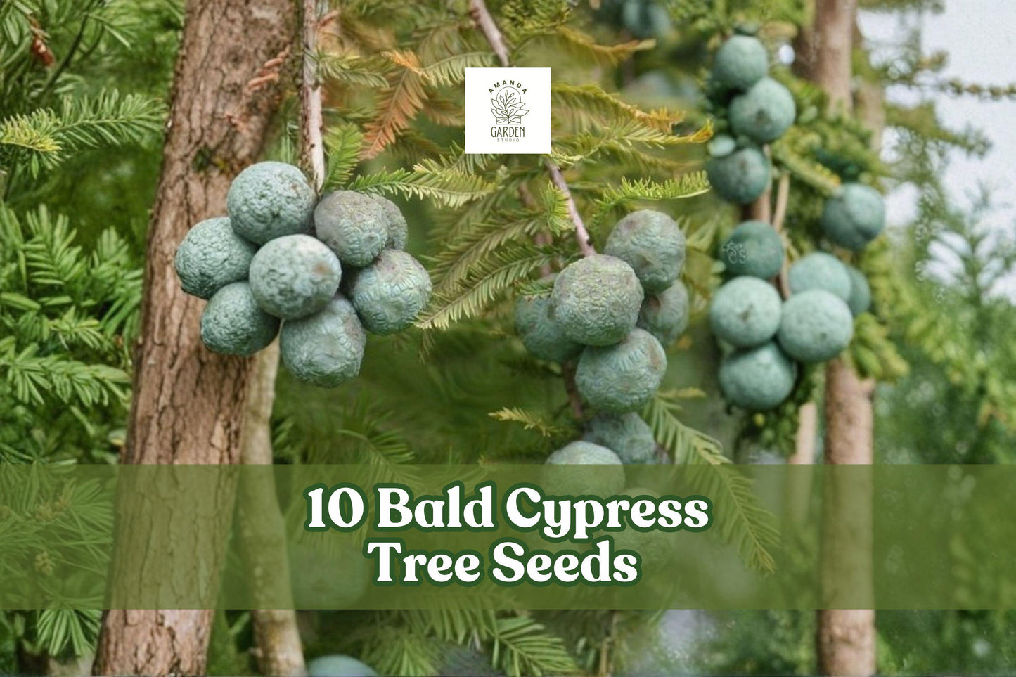 Bald Cypress Tree Seeds - 10 Premium Seeds - Taxodium distichum - Ornamental Bonsai - Hardy Deciduous Conifer for Gardens