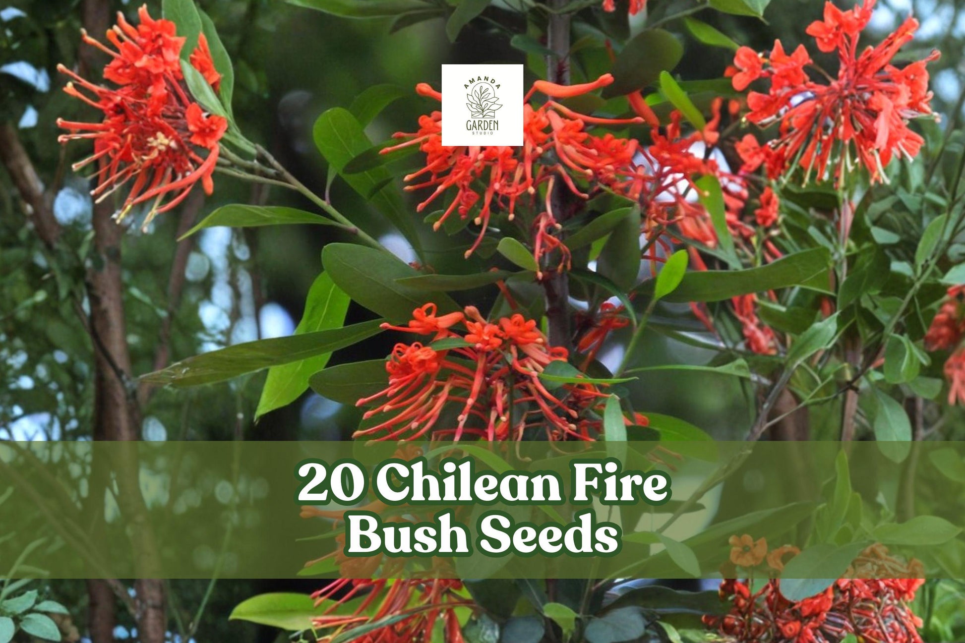 Chilean Fire Bush Seeds – 20 Rare Red Bloom Seeds (Embothrium coccineum) – Exotic Ornamental Shrub for Gardens and Landscapes