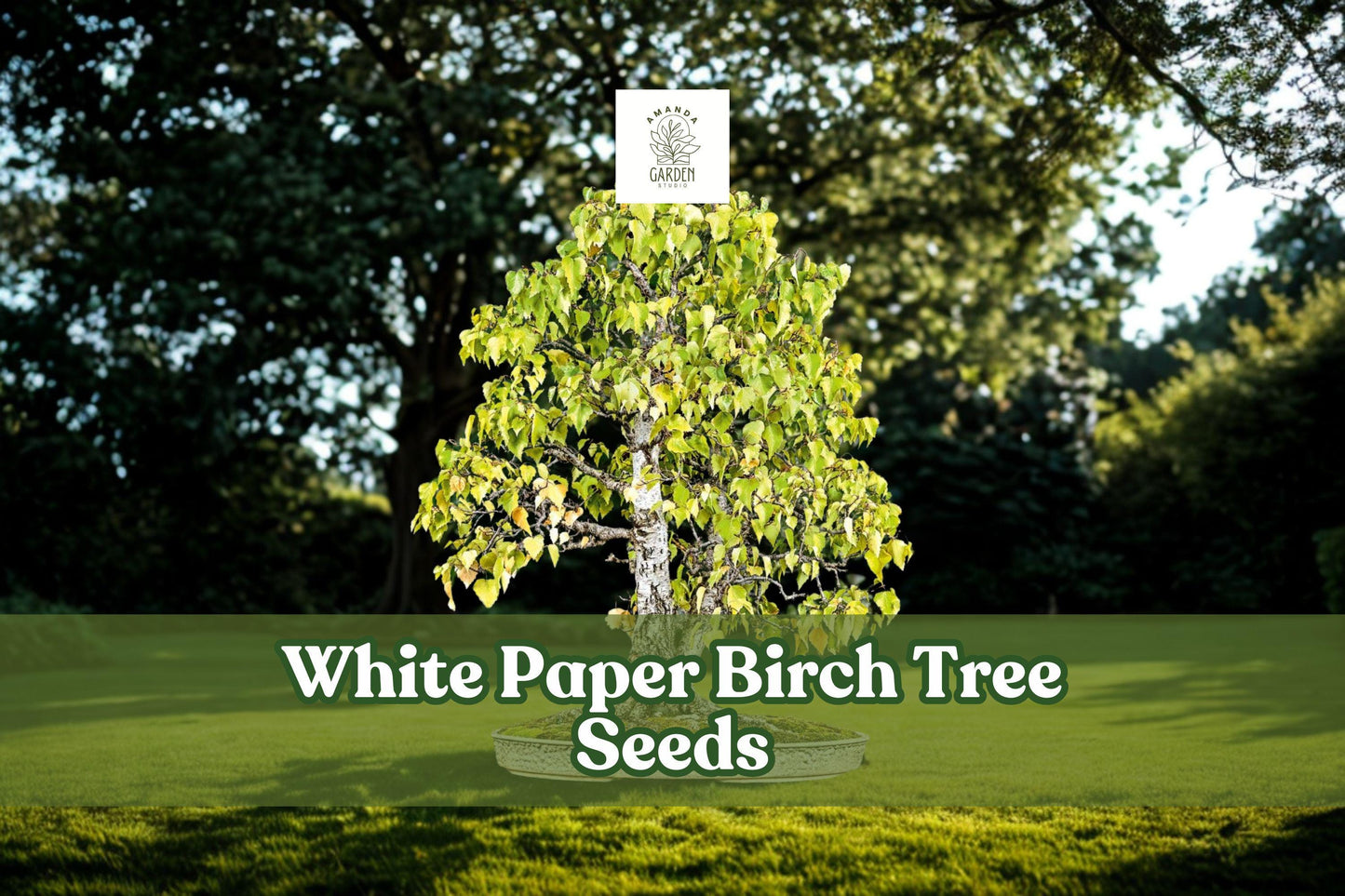 100 White Paper Birch Seeds for Bonsai - Betula papyrifera - Cold-Hardy Ornamental Tree Seeds - Ideal for Landscaping and Gardening