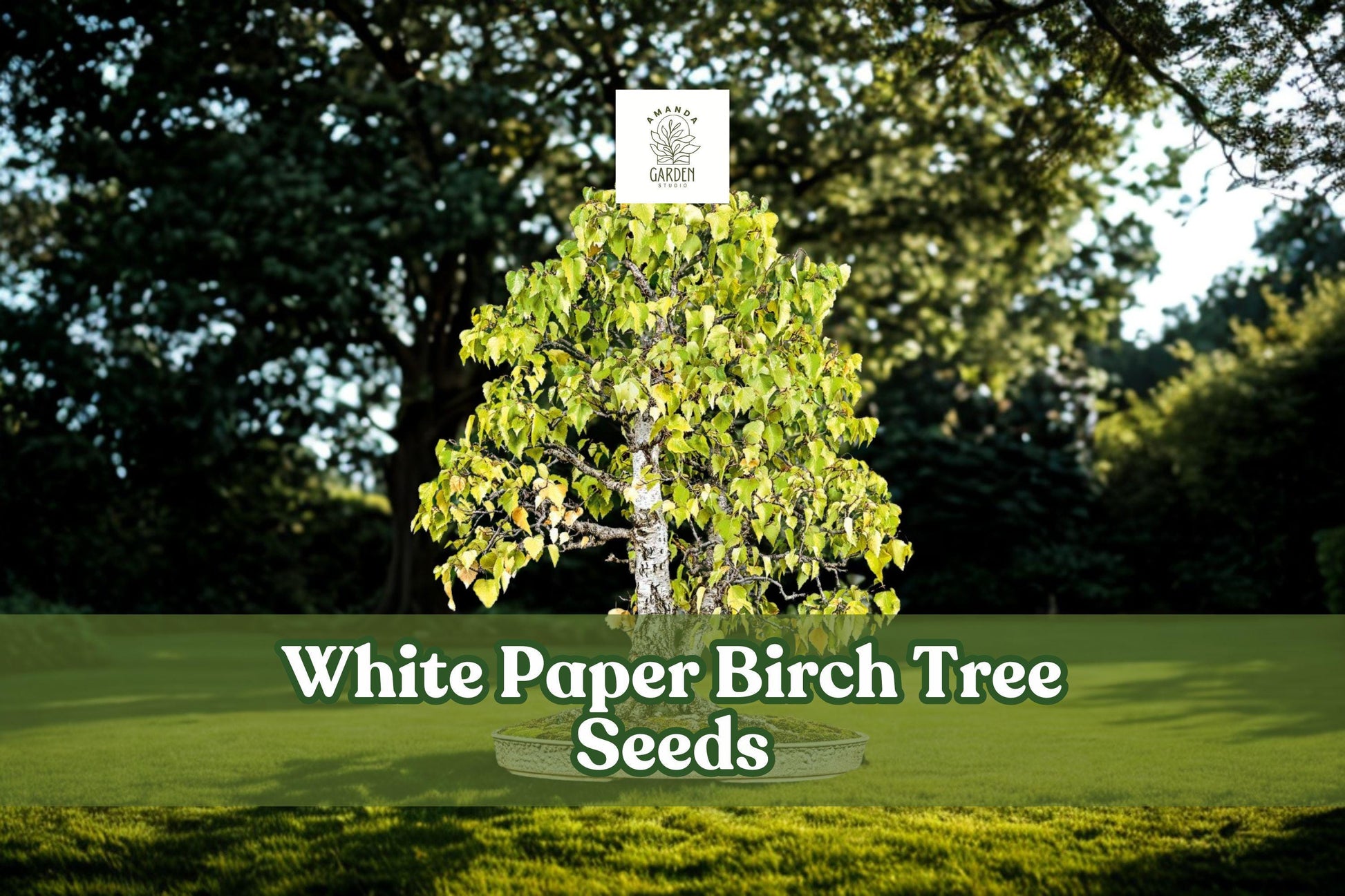 100 White Paper Birch Seeds for Bonsai - Betula papyrifera - Cold-Hardy Ornamental Tree Seeds - Ideal for Landscaping and Gardening