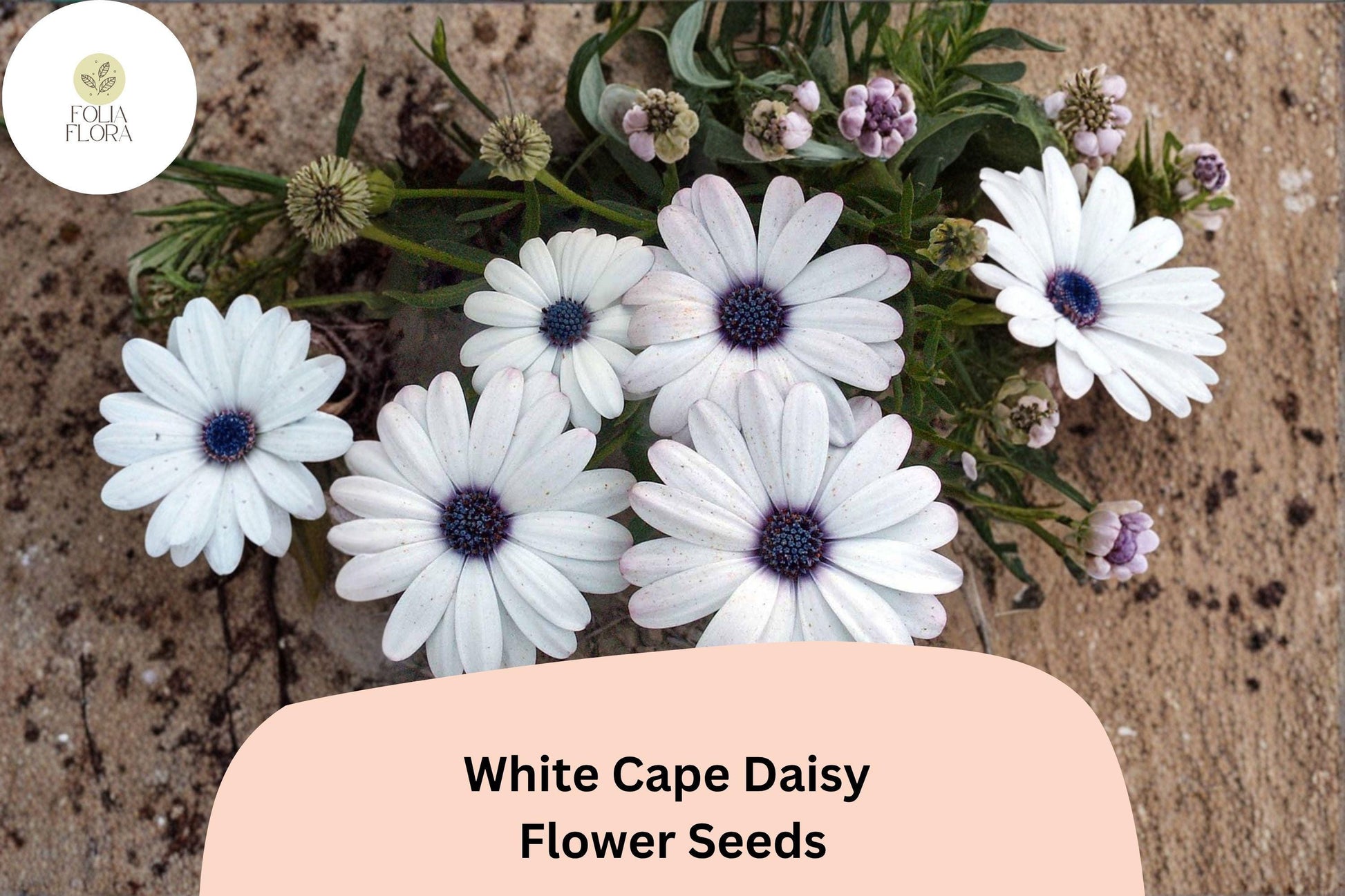White Cape Daisy Seeds | 200+ Seeds | Osteospermum ecklonis | Elegant White Blooms with Purple Centers