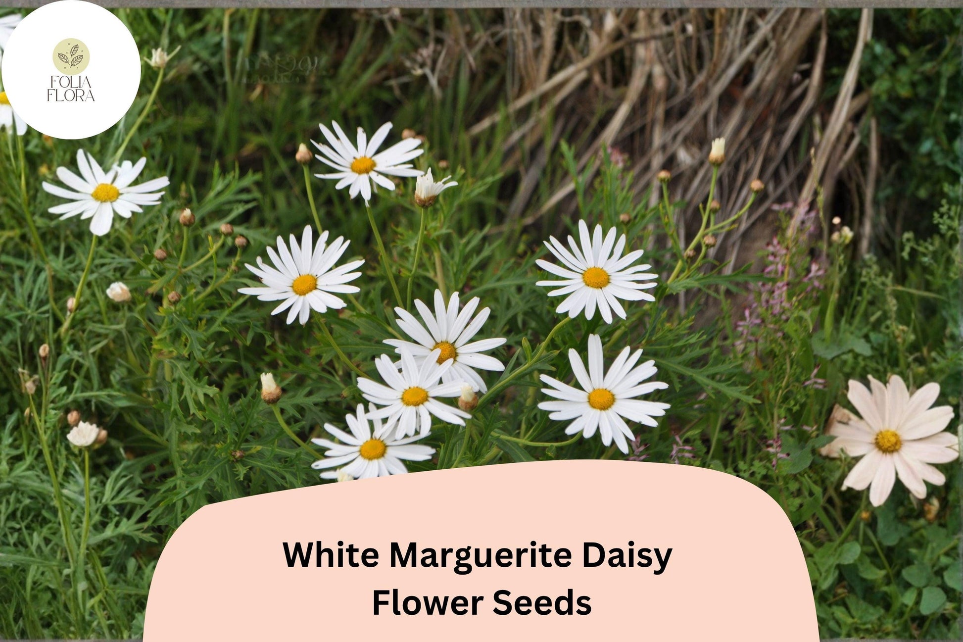 200+ White Marguerite Daisy Seeds | Argyranthemum frutescens | Pollinator Friendly Garden Flowers