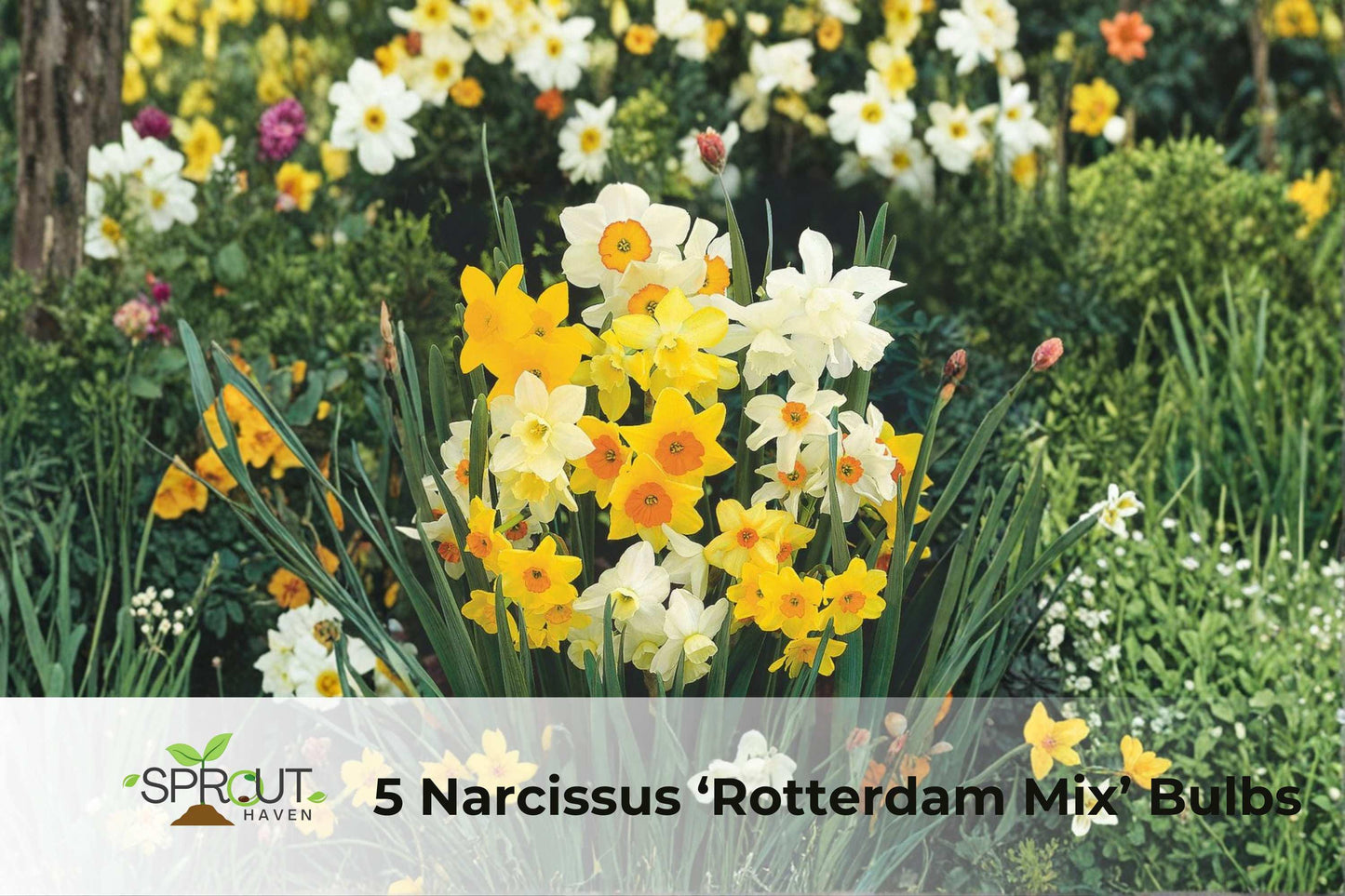 Narcissus ‘Rotterdam Mix’ Bulbs | 5 Colorful Fragrant Daffodils | Hardy Perennial Flowering Bulbs | Narcissus spp.