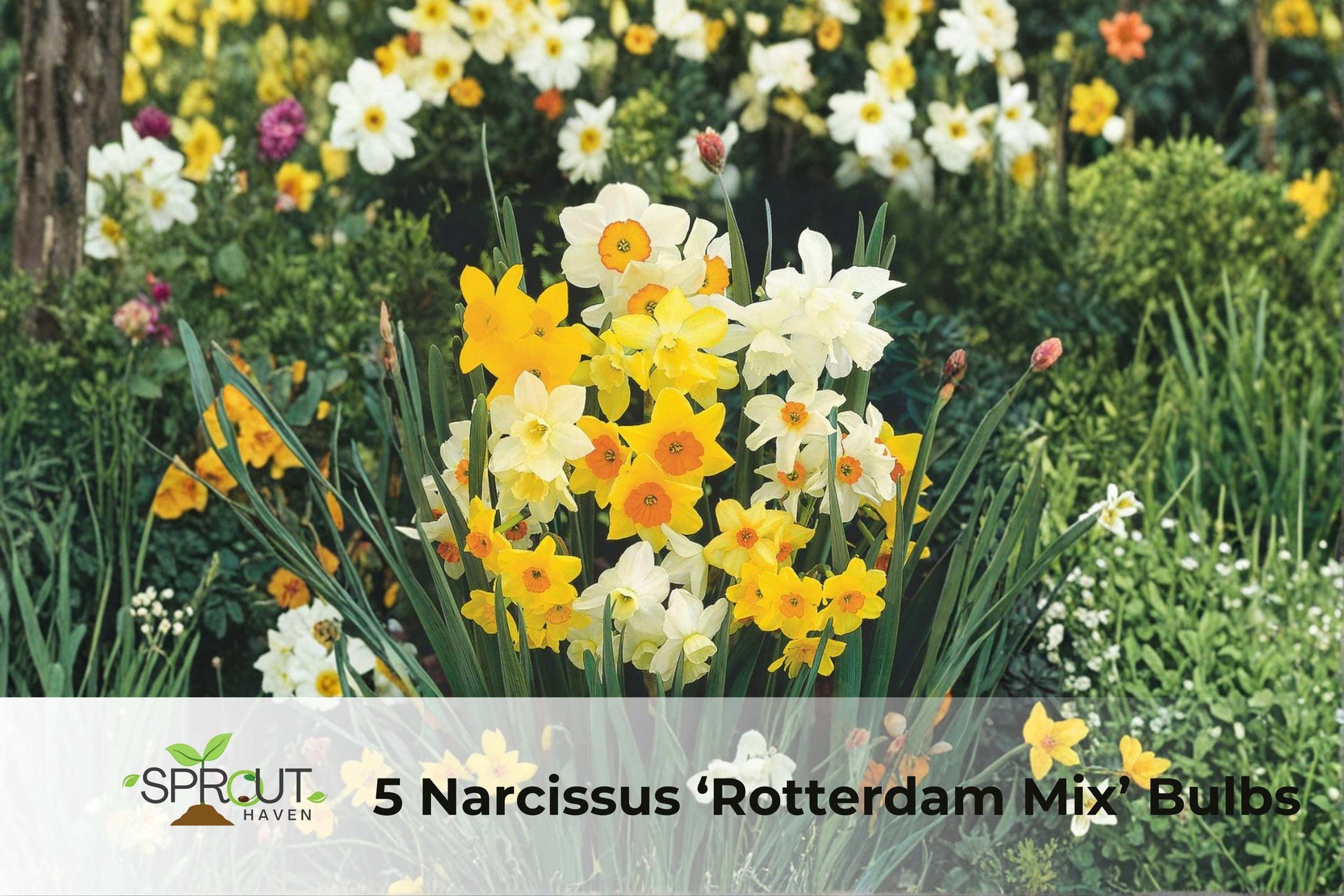 Narcissus ‘Rotterdam Mix’ Bulbs | 5 Colorful Fragrant Daffodils | Hardy Perennial Flowering Bulbs | Narcissus spp.