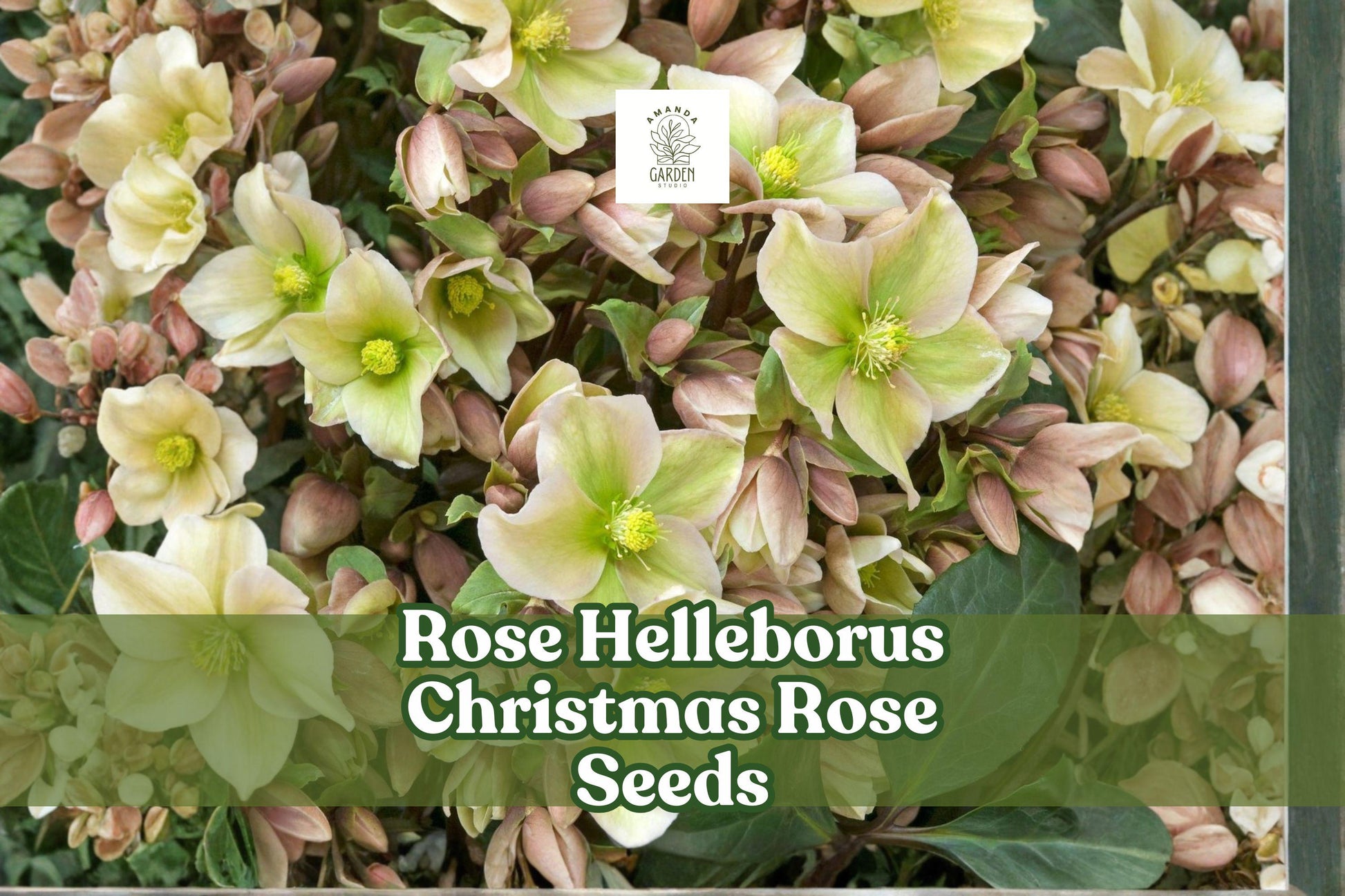 Christmas Rose Seeds - 15+ Premium Helleborus Niger - Winter Blooming Perennial - White & Pink Flowers for Shaded Gardens