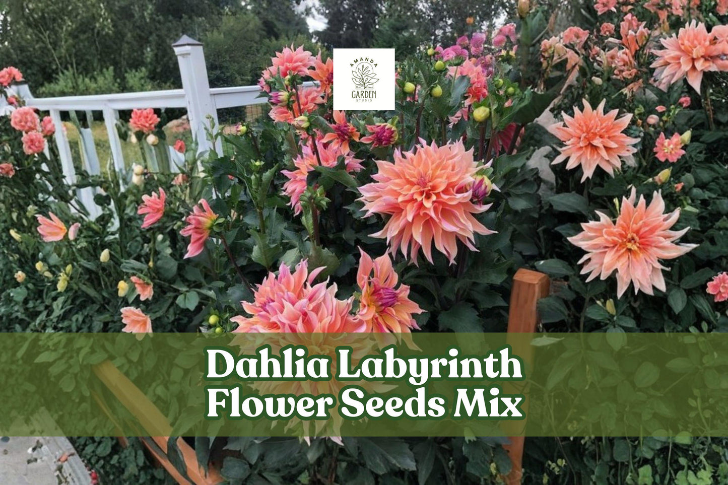 Dahlia Flower Seeds Mix - 100+ Premium Seeds, Labyrinth Variety, Bright Pink, Coral, Orange, Yellow, Red, Dahlia pinnata
