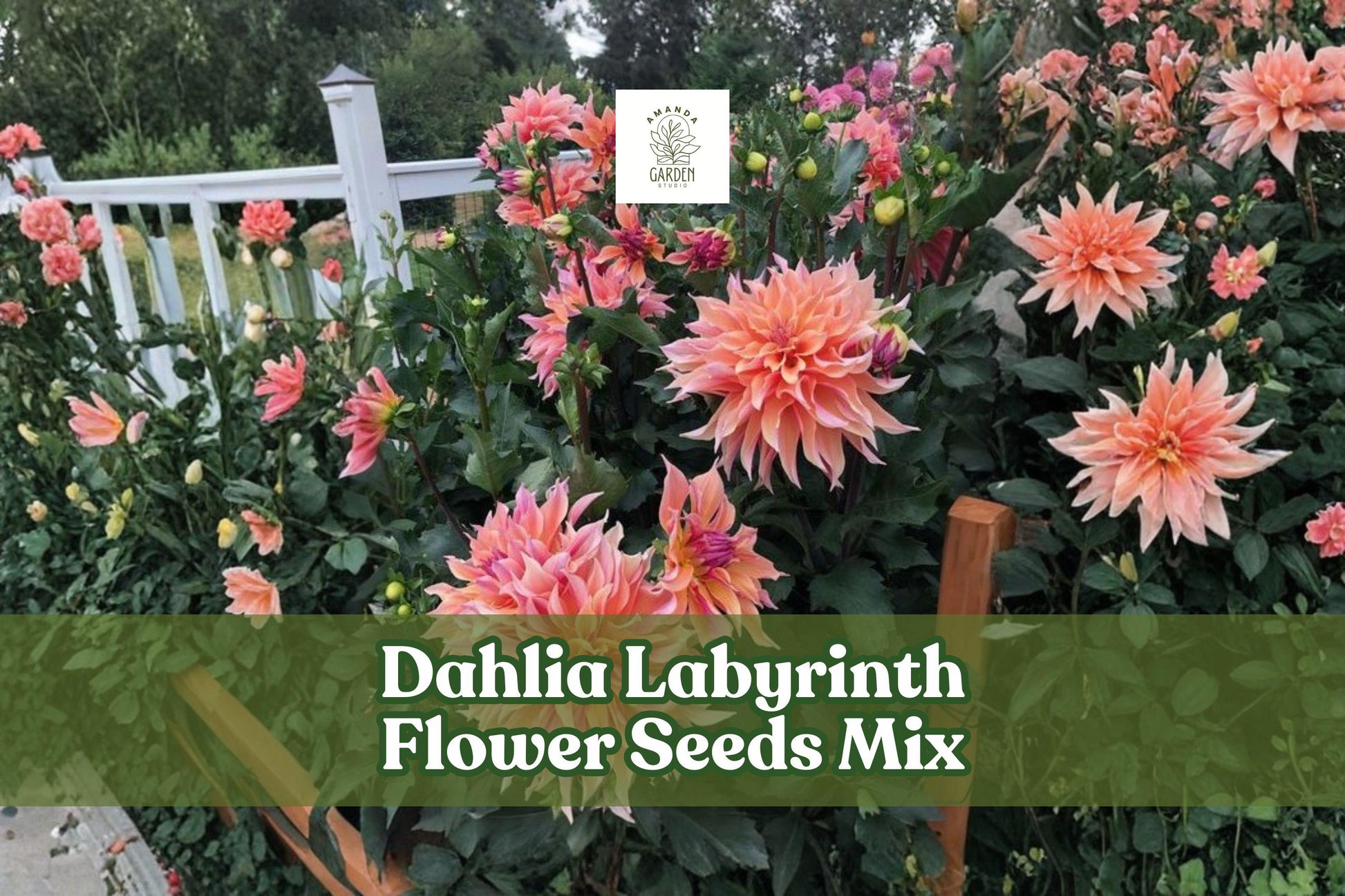 Dahlia Flower Seeds Mix - 100+ Premium Seeds, Labyrinth Variety, Bright Pink, Coral, Orange, Yellow, Red, Dahlia pinnata