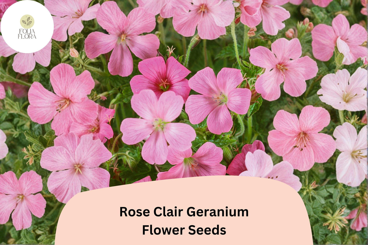 Rose Clair Geranium Seeds | 25+ Pink Cranesbill Seeds | Geranium sanguineum ‘Rose Clair’ | Perennial Ground Cover