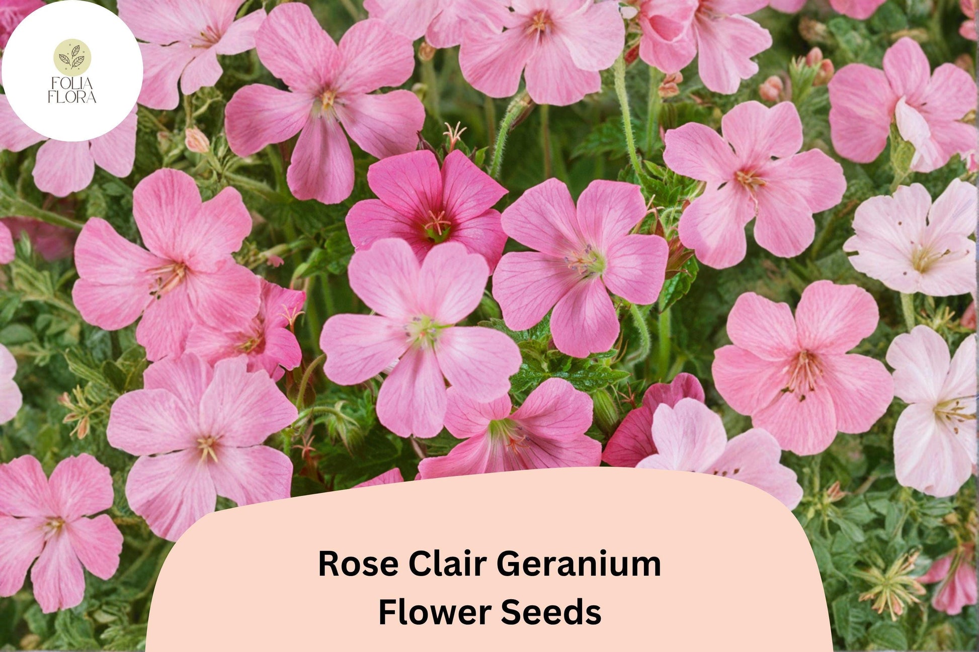 Rose Clair Geranium Seeds | 25+ Pink Cranesbill Seeds | Geranium sanguineum ‘Rose Clair’ | Perennial Ground Cover