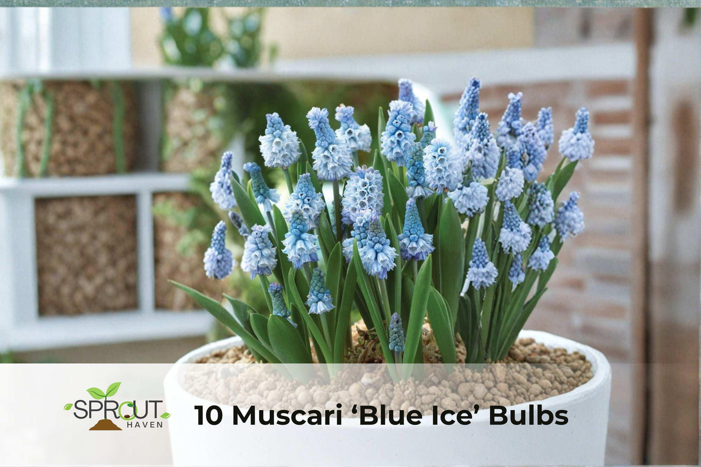 10 Muscari Bulbs 'Blue Ice' - Fragrant Grape Hyacinth, Muscari armeniacum, Blue-White Blooms for Spring Garden, Hardy Perennial