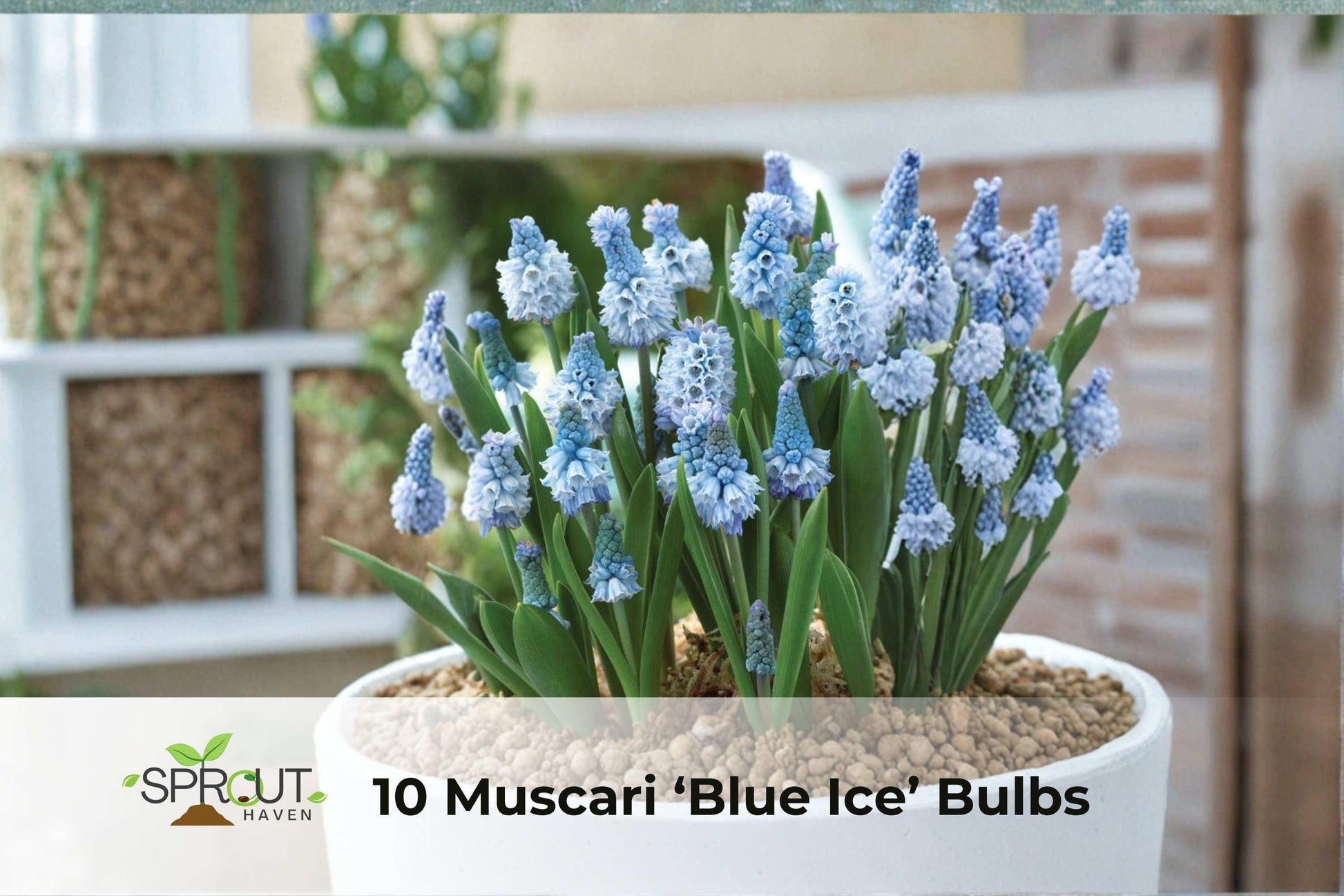 10 Muscari Bulbs 'Blue Ice' - Fragrant Grape Hyacinth, Muscari armeniacum, Blue-White Blooms for Spring Garden, Hardy Perennial