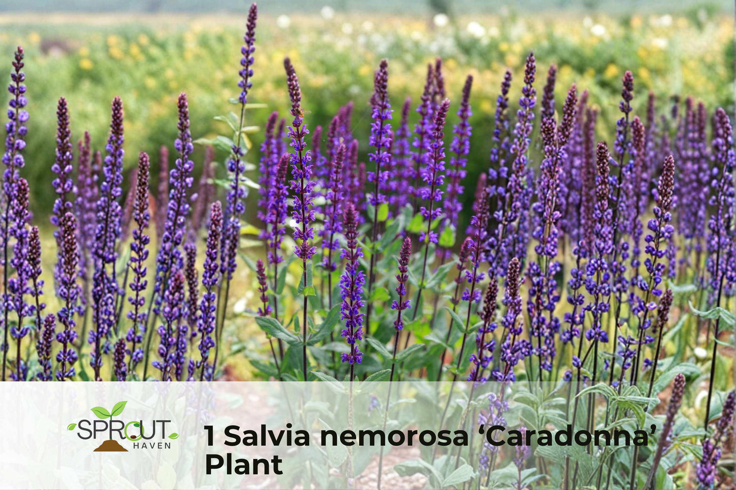 Dark Purple Sage Plant - 2.5" Pot, Salvia 'Caradonna', Aromatic Perennial, Pollinator Friendly, Drought Tolerant, Full Sun