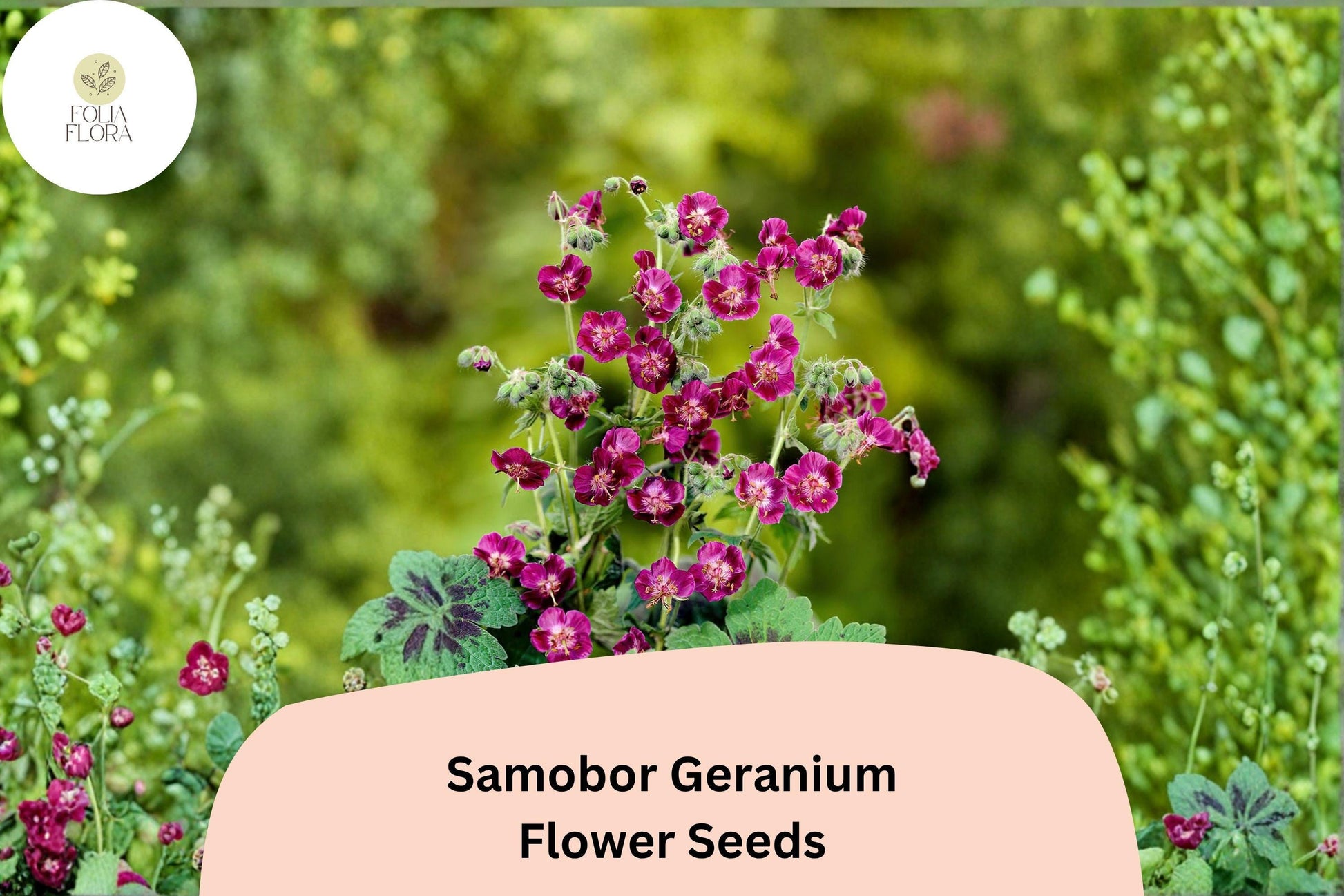 25+ Samobor Geranium Seeds | Purple Cranesbill | Geranium phaeum ‘Samobor’ | Perennial for Shade Gardens