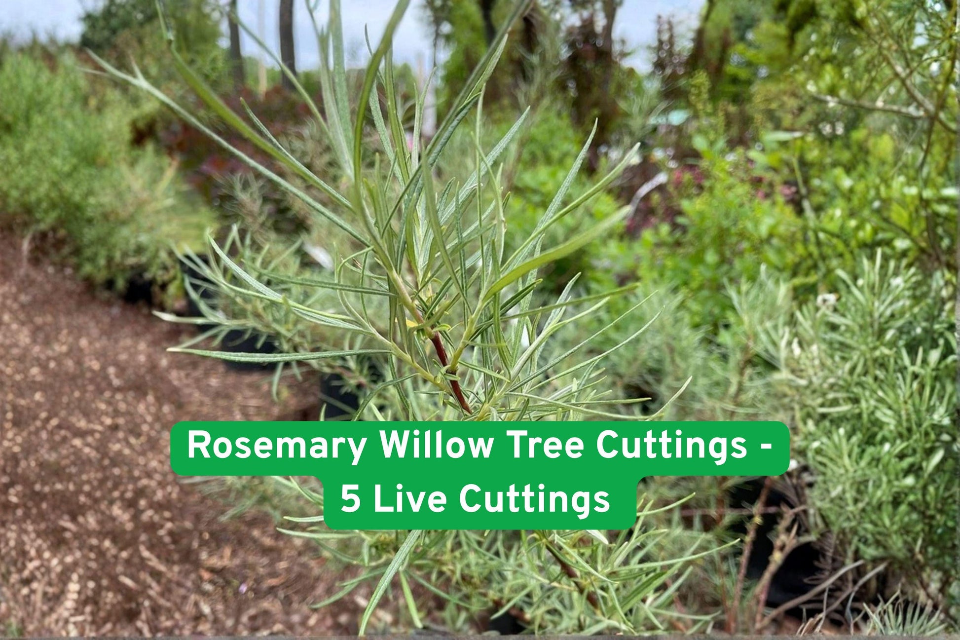 Rosemary Willow Cuttings - 5 Live Cuttings - Fast-Growing Ornamental Shrub - Salix elaeagnos - Perfect for Hedges & Crafts