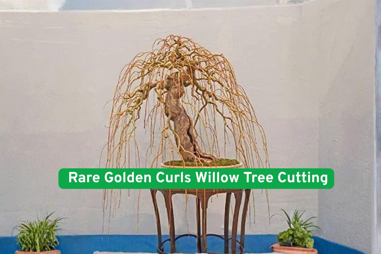 Golden Curls Willow Cutting - Live Bonsai Starter Plant, Salix matsudana ‘Tortuosa Aurea’, Unique Curly Branches, Golden Bark