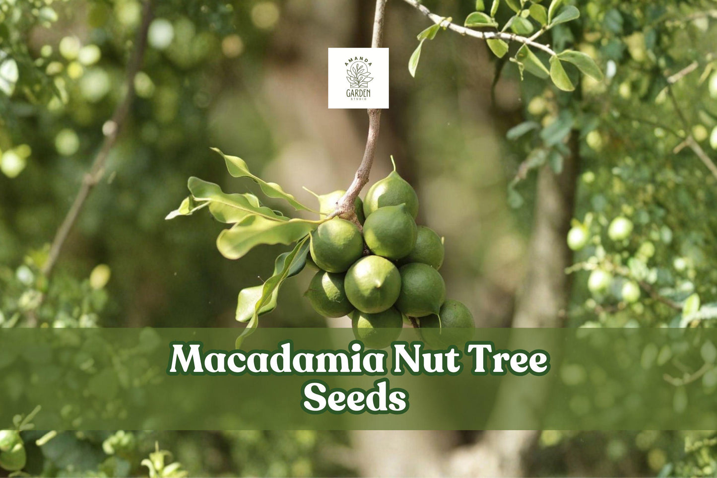 Macadamia Nut Tree Seeds - 5 Dormant Seeds, Tropical Evergreen, Edible Nuts, Macadamia integrifolia