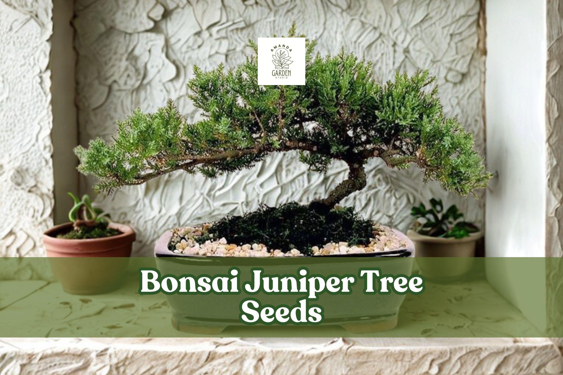 Bonsai Juniper Tree Seeds - 10+ Premium Evergreen Seeds, Juniperus Chinensis, Deep Green Foliage for Bonsai Planting