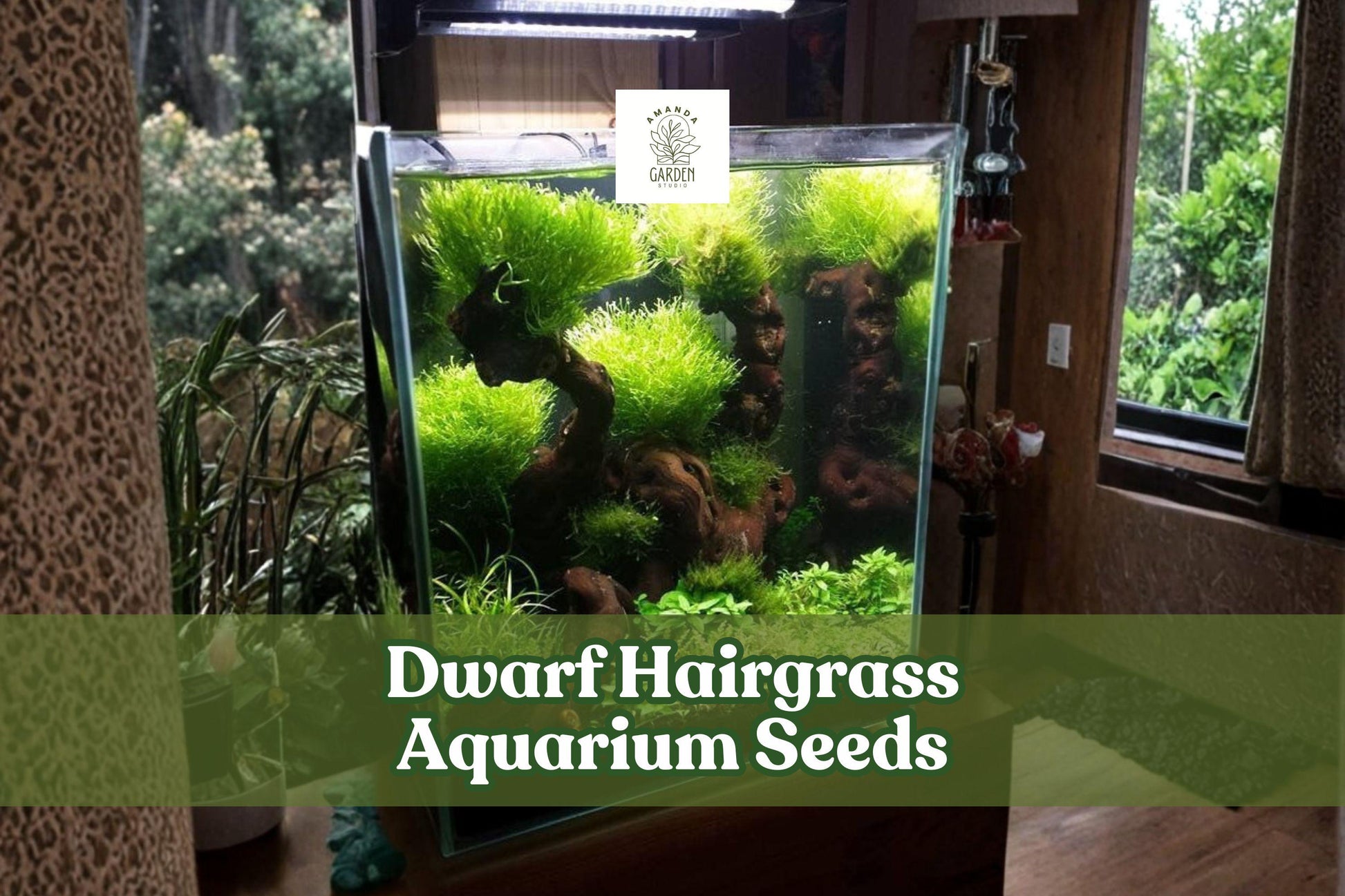 50 Dwarf Hairgrass Seeds - Easy Aquatic Plant for Aquascaping - Dwarf Hairgrass (Eleocharis parvula) - Lush Green Carpet