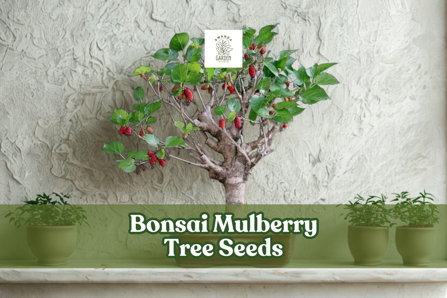 25 Bonsai Mulberry Tree Seeds – Black Mulberry (Morus nigra) – Easy Grow Miniature Fruit Tree for Bonsai and Indoor Decor
